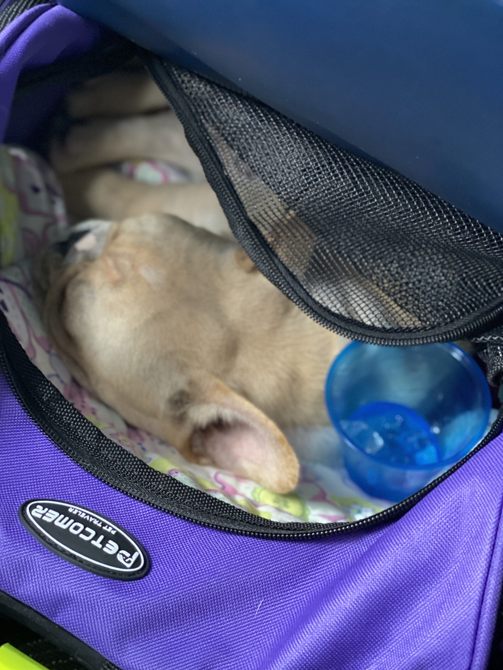 Flight Pet Nanny transporting a french bulldog puppy