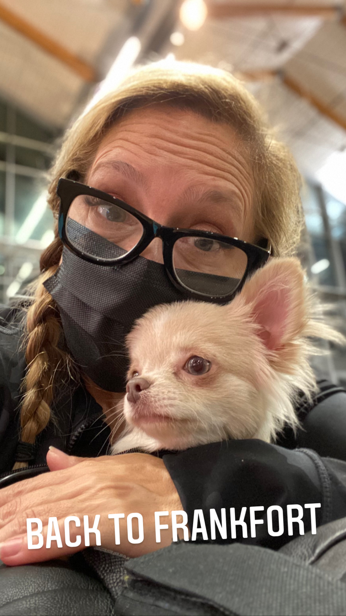 Flight Pet Nanny transporting a Chihuahua from Italy to the United States