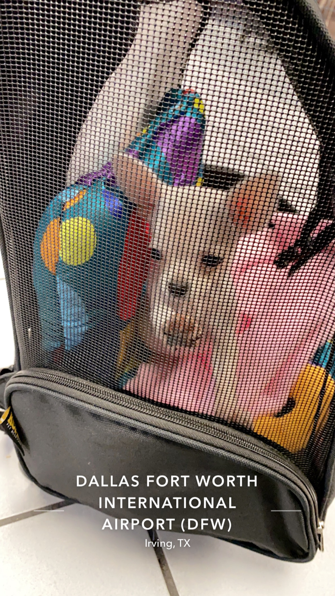 Flight Pet Nanny transporting a chihuahua puppy