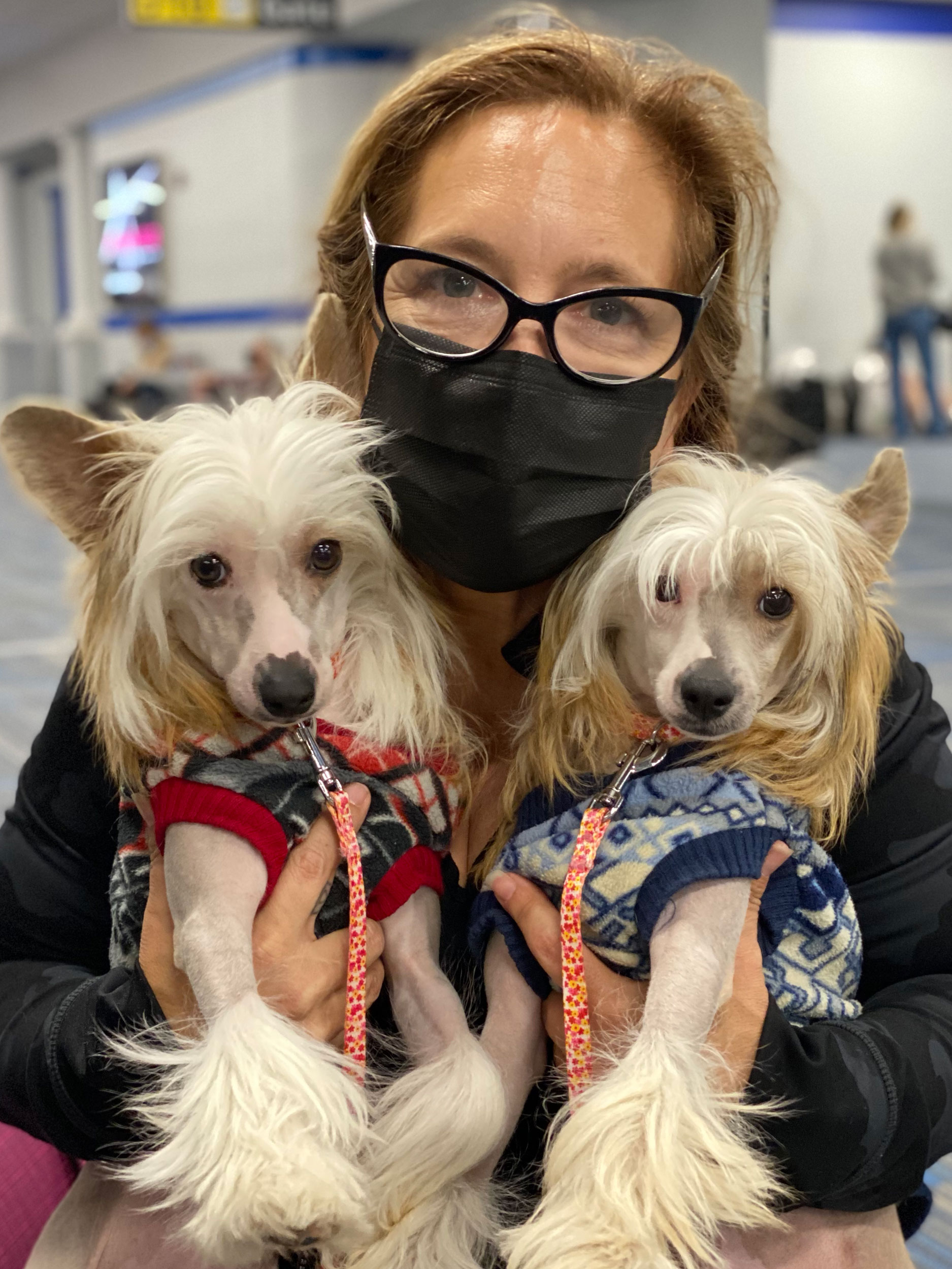 Flight Pet Nanny transporting Chinese Crested puppies from Turkey to the United States 