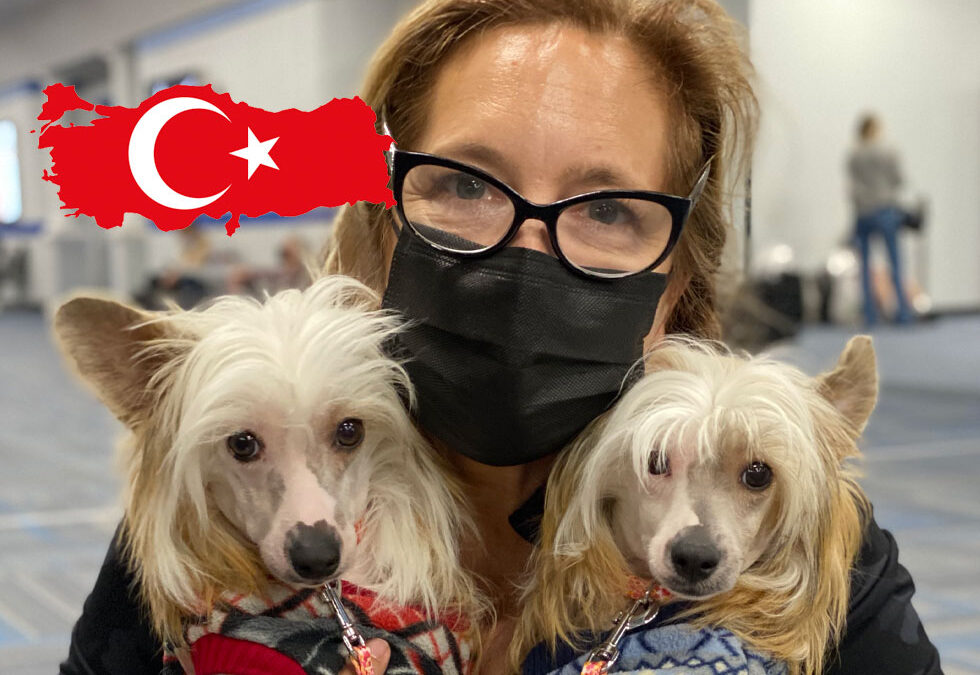 Flight Pet Nanny transporting two Chinese Cresteds from Turkey to the United States