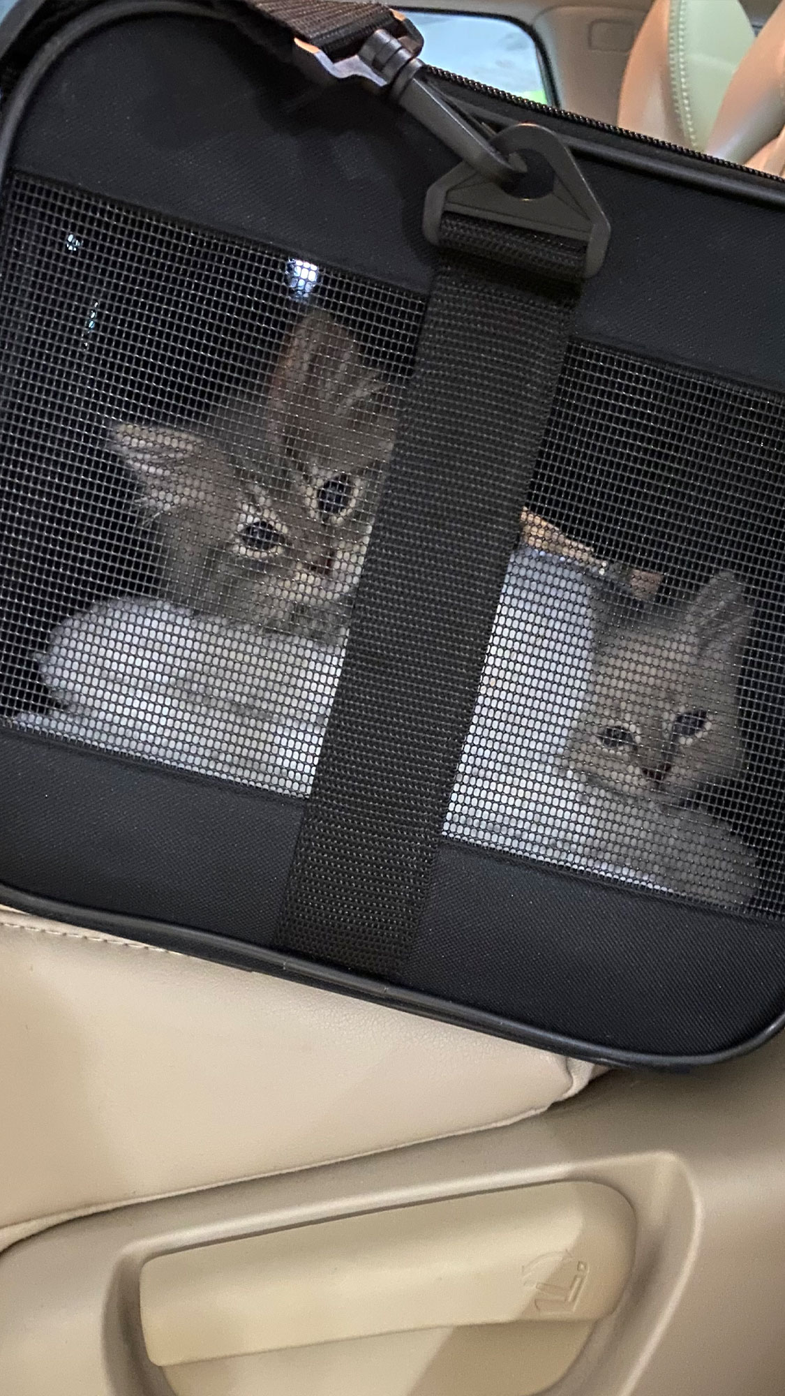 Flight Pet Nanny transporting Siberian Forest Kittens