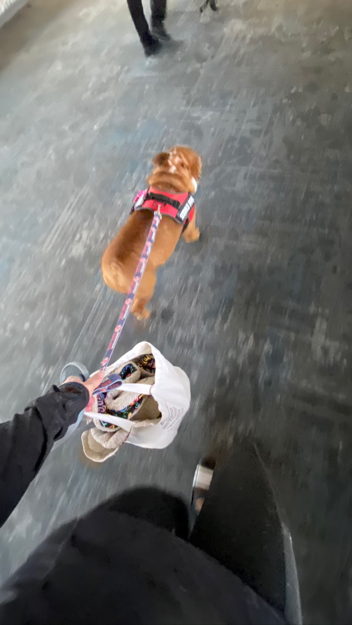Flight Pet Nanny transporting an English Bulldog to Phoenix