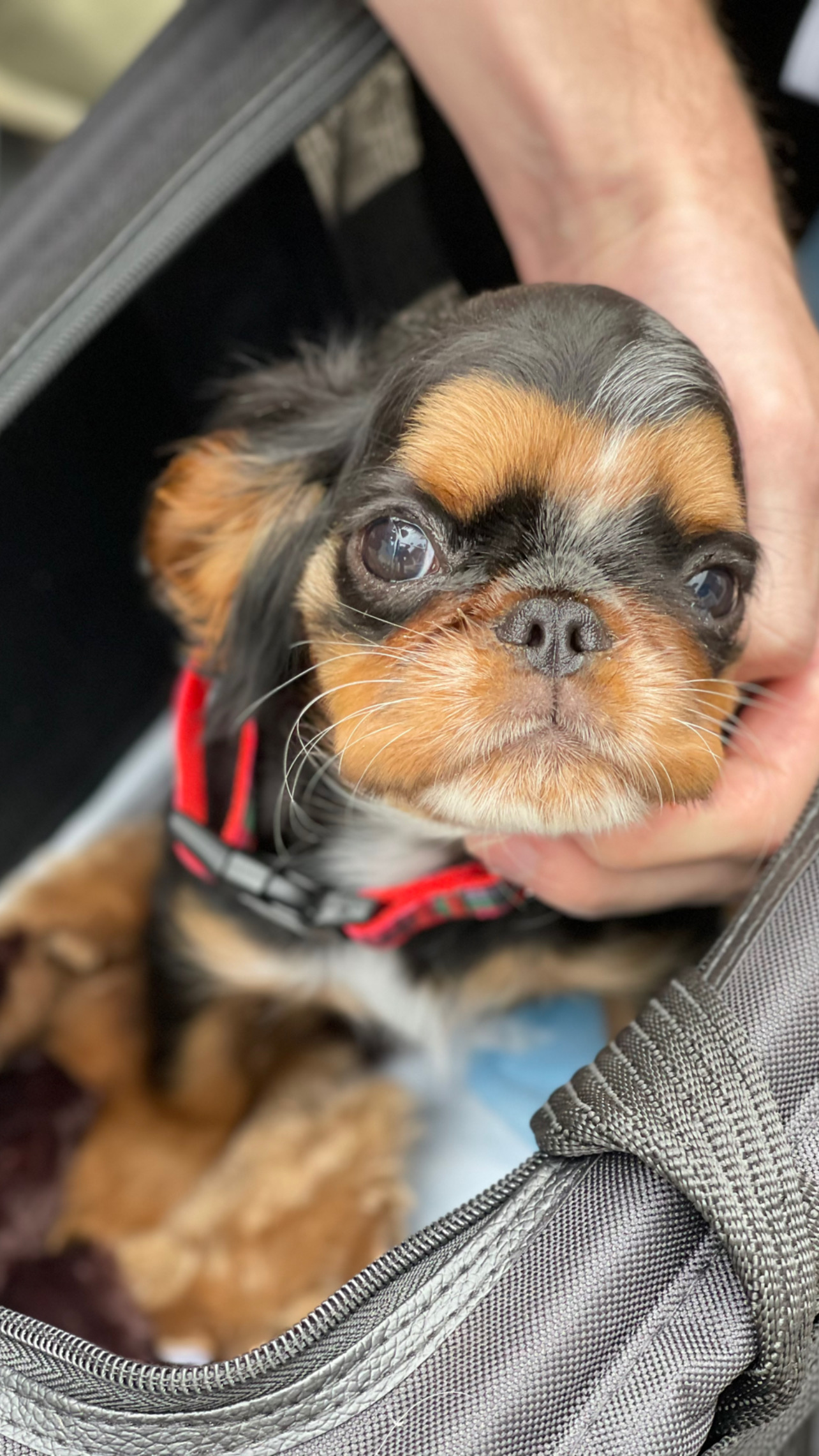 Flight Pet Nanny transporting an English Toy Spaniel from Florida to New York