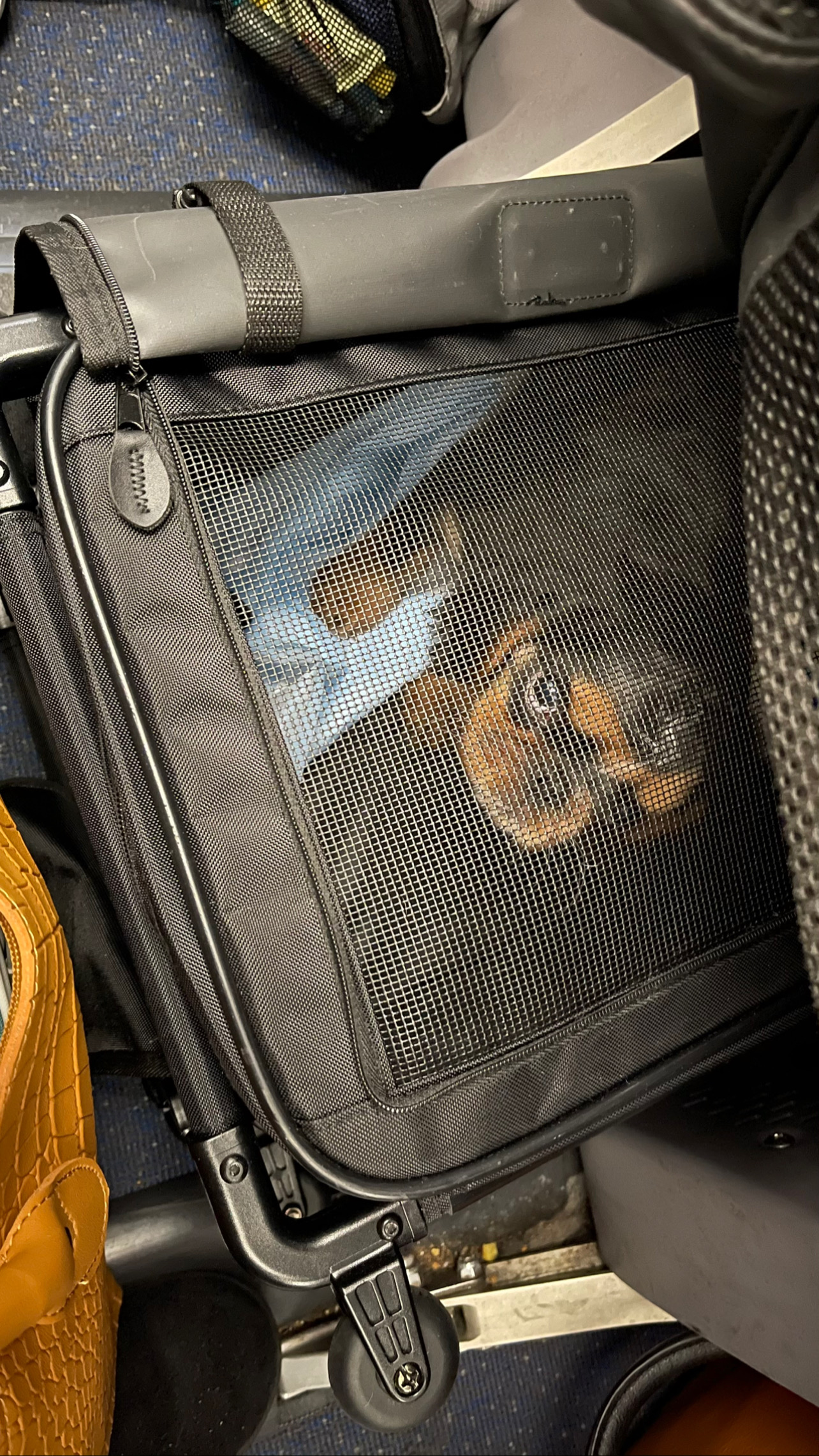 Flight Pet Nanny transporting an English Toy Spaniel from Florida to New York