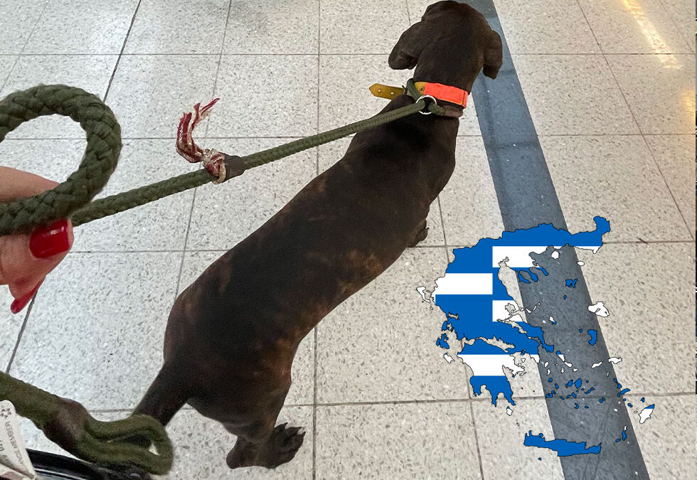 Flight Pet Nanny transporting a Plott Hound from Chicago to Athens, Greece