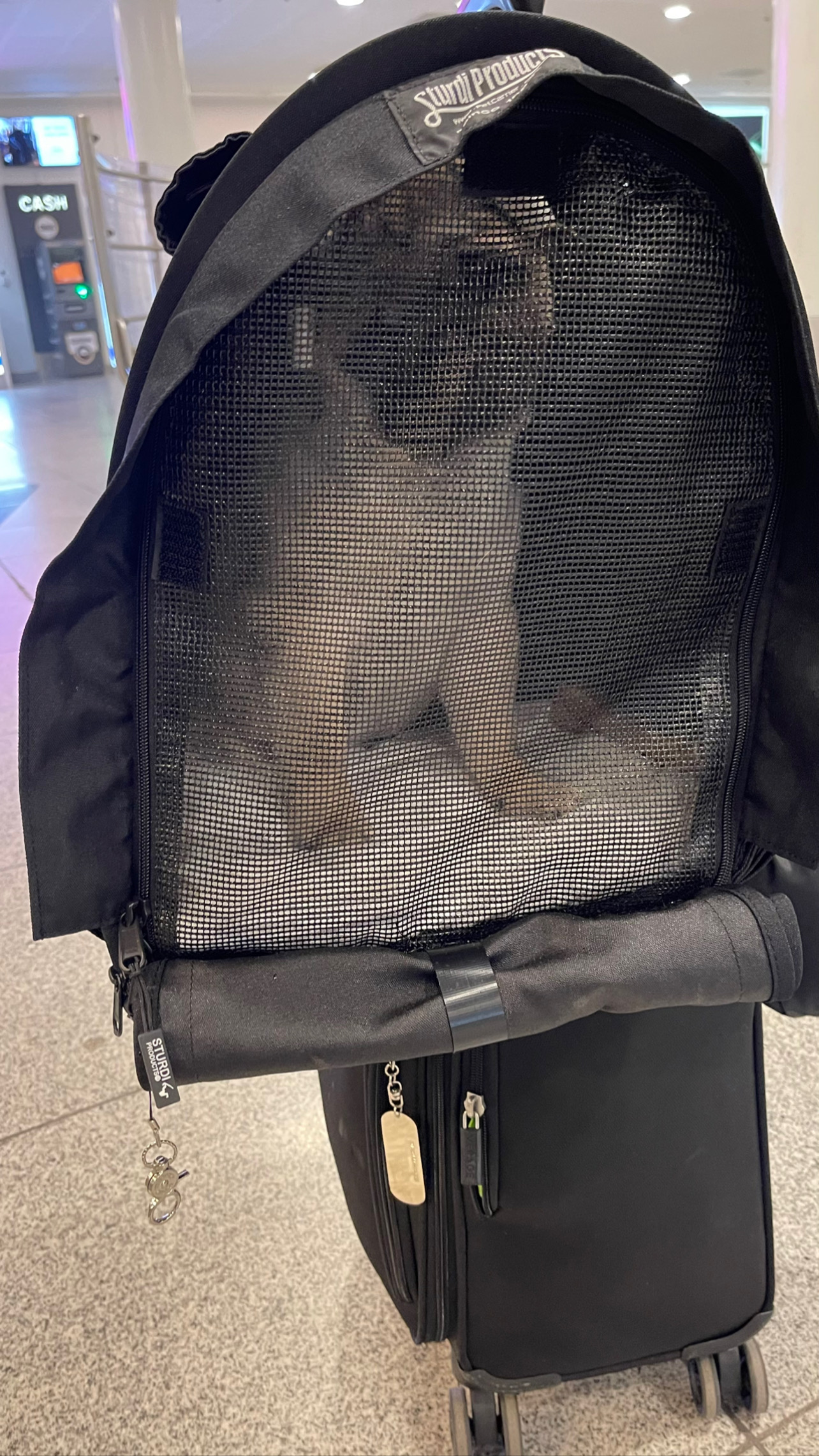 Flight Pet Nanny transporting two Pugs from Copenhagen and Warsaw to Atlanta, GA
