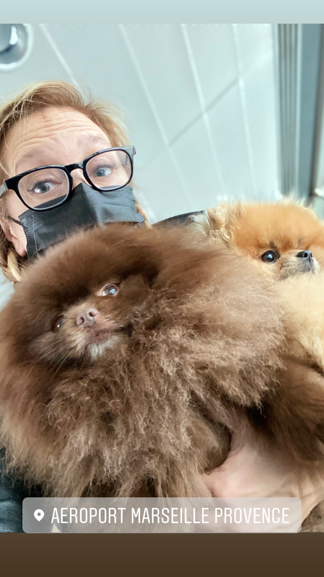 Flight Pet Nanny transporting Pomeranians from Marseille, France to the United States