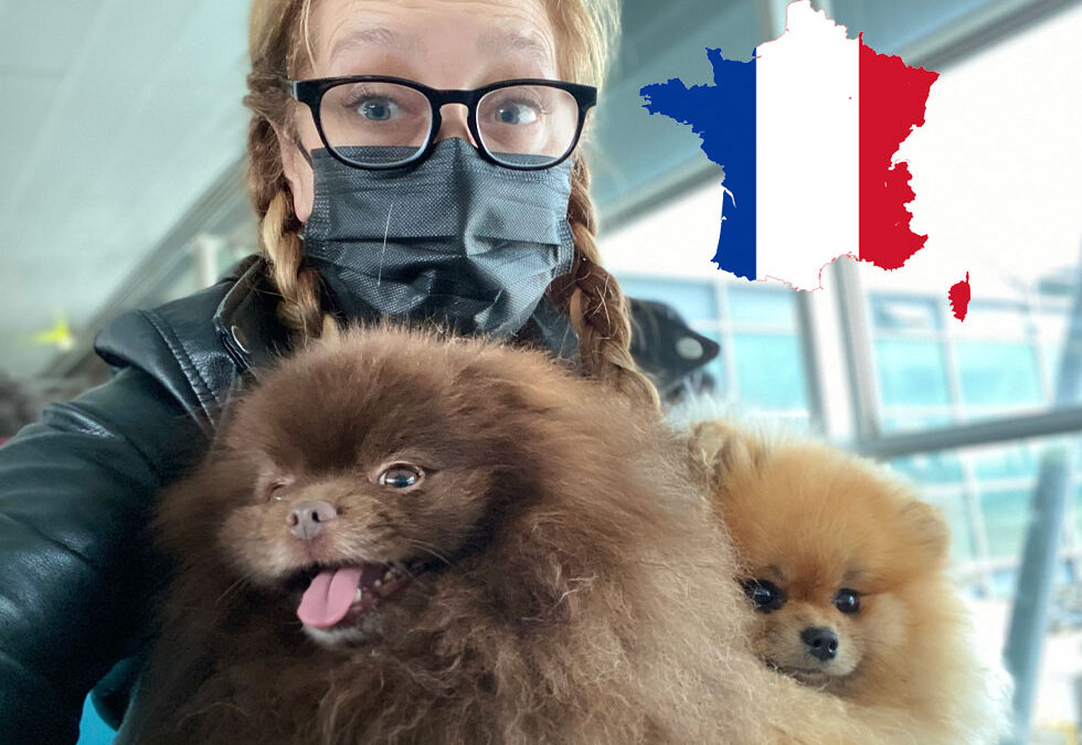 Flight Pet Nanny transporting Pomeranians from Marseille, France to the United States