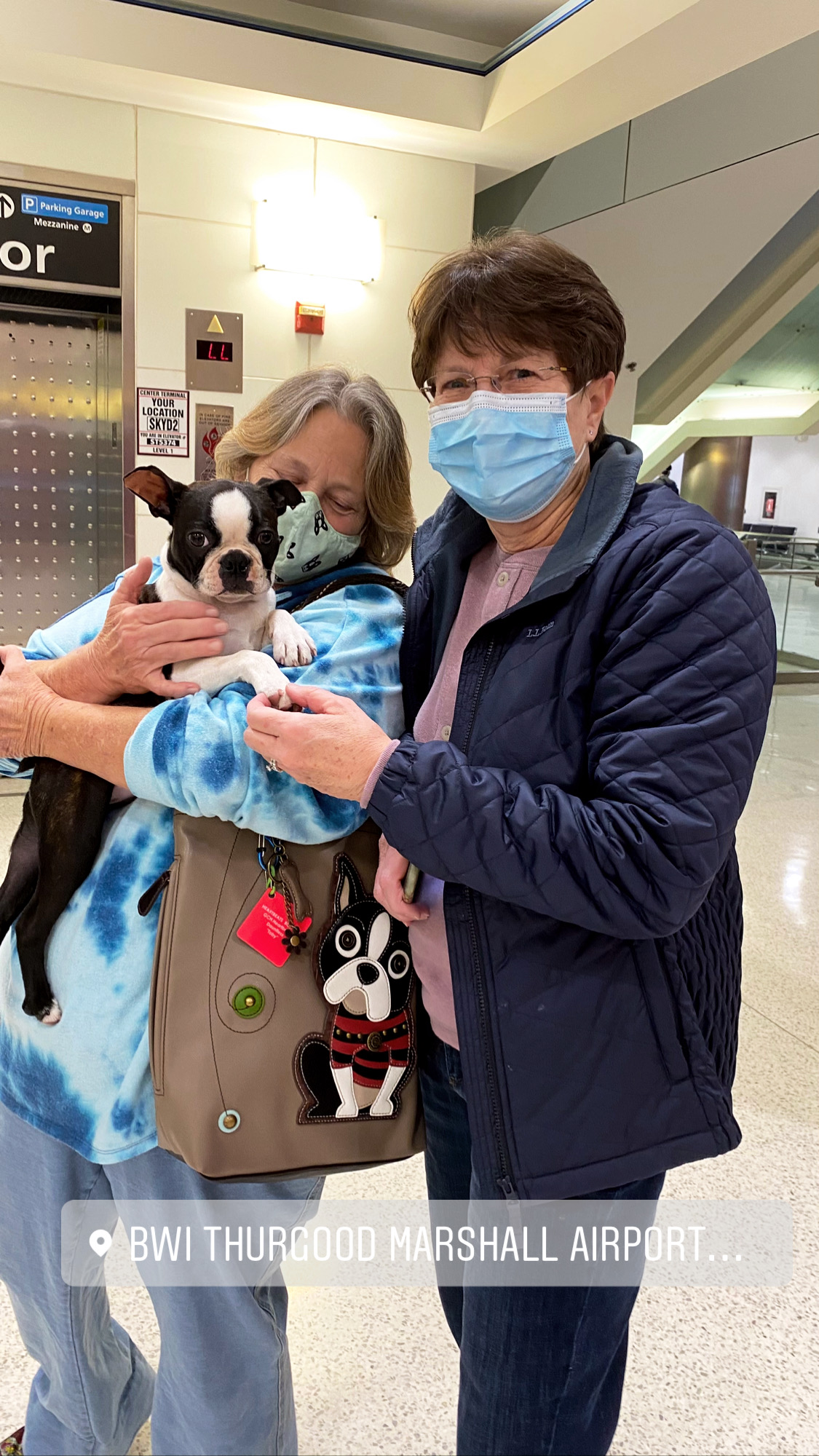Flight Pet Nanny transporting a Boston Terrier from Venice, Italy to Baltimore, Maryland