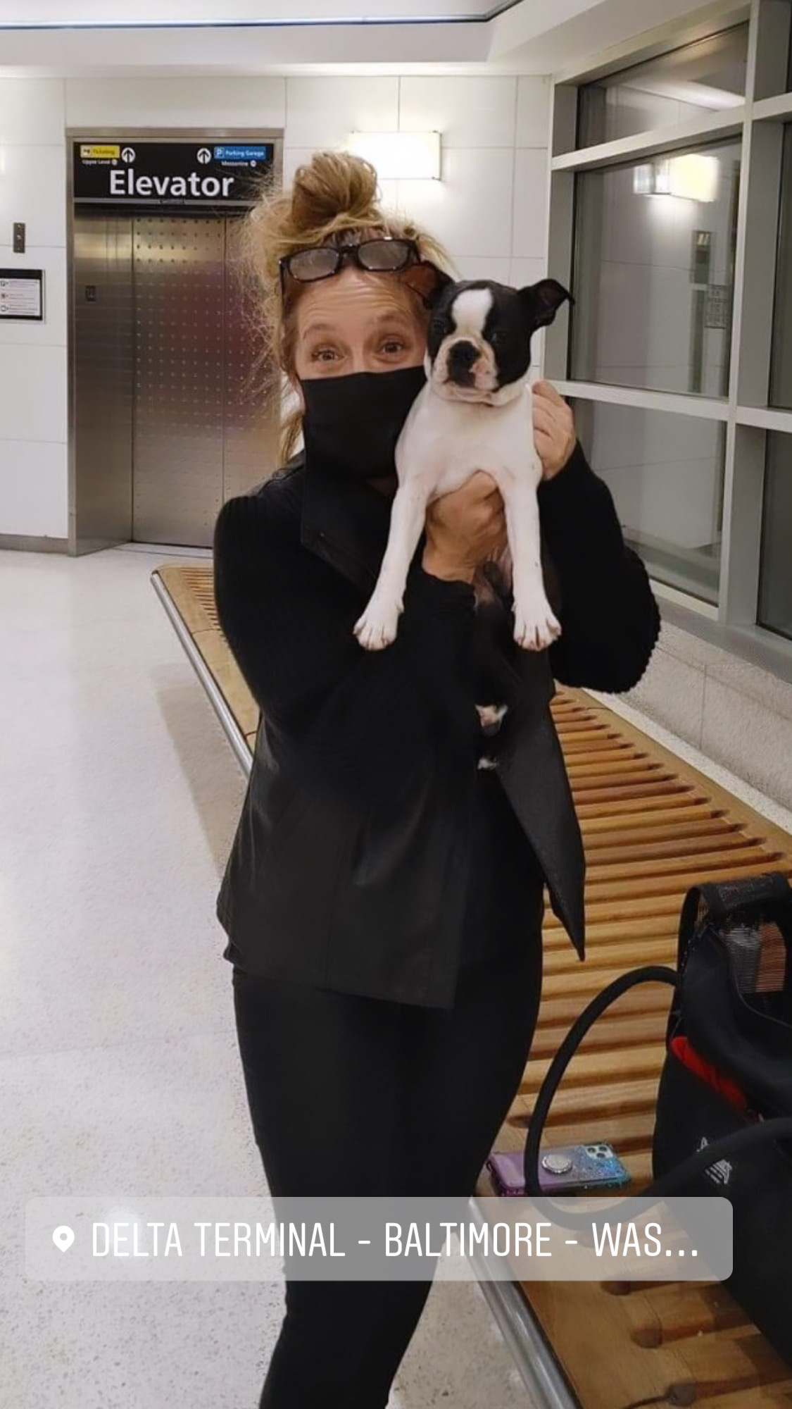 Flight Pet Nanny transporting a Boston Terrier from Venice, Italy to Baltimore, Maryland