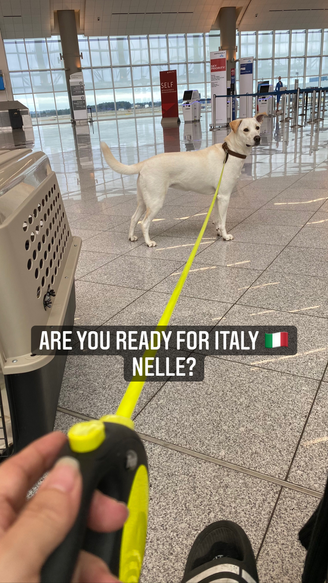 Flight Pet Nanny transporting a sweet lab mix dog from Atlanta, Georgia to Milan, Italy