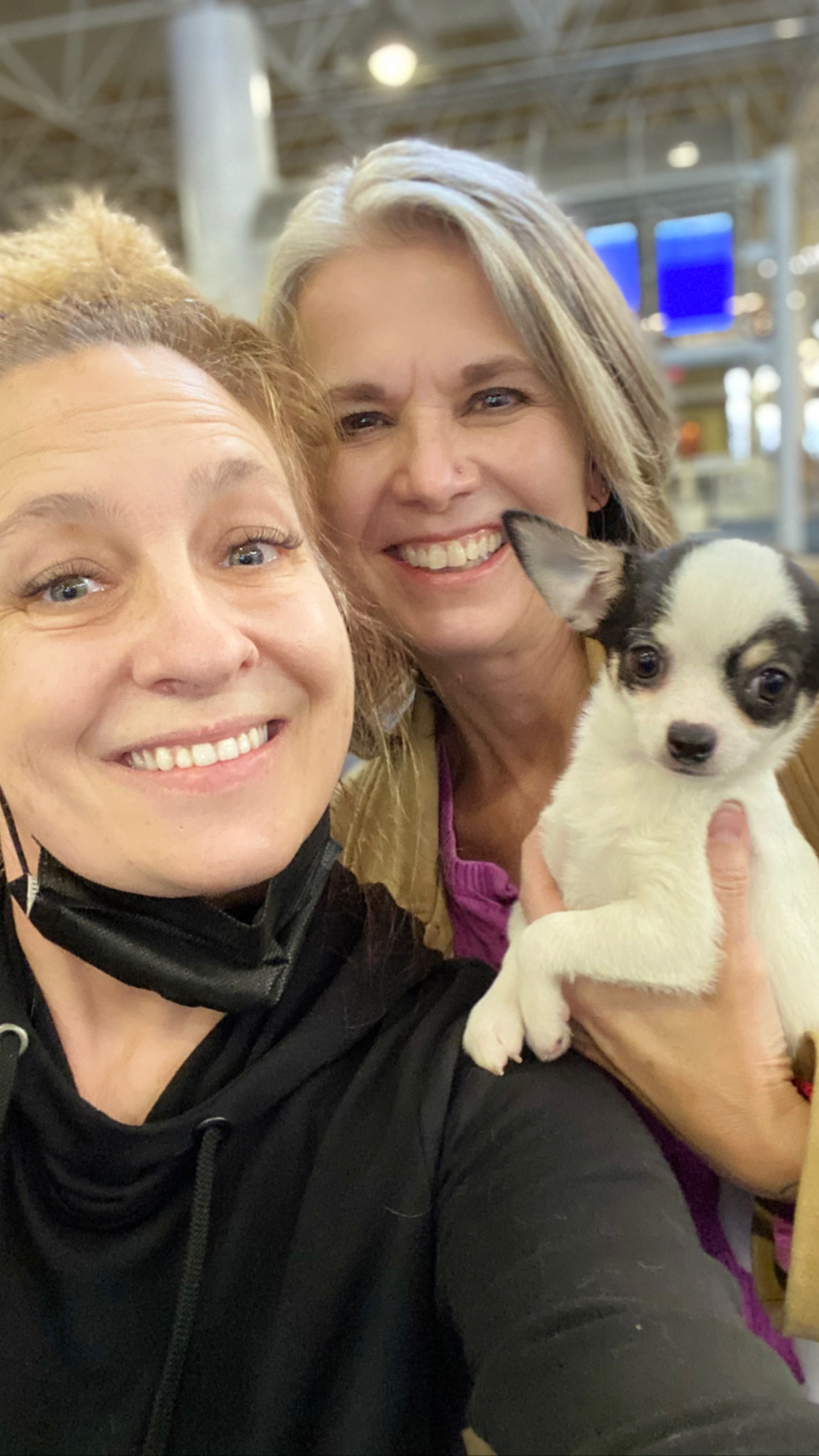 Flight Pet Nanny transporting a Chihuahua from Dallas, Texas to Milwaukee, Wisconsin