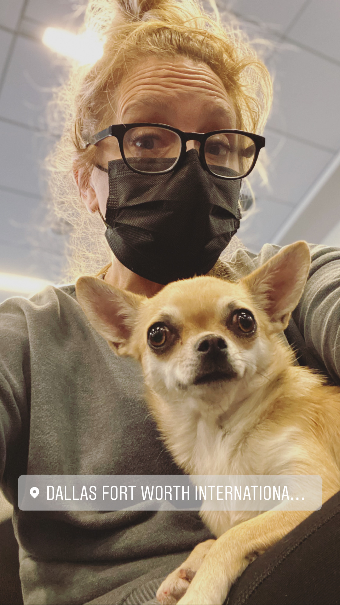 Flight Pet Nanny transporting a Chihuahua from Durango, Colorado to Orlando, Florida
