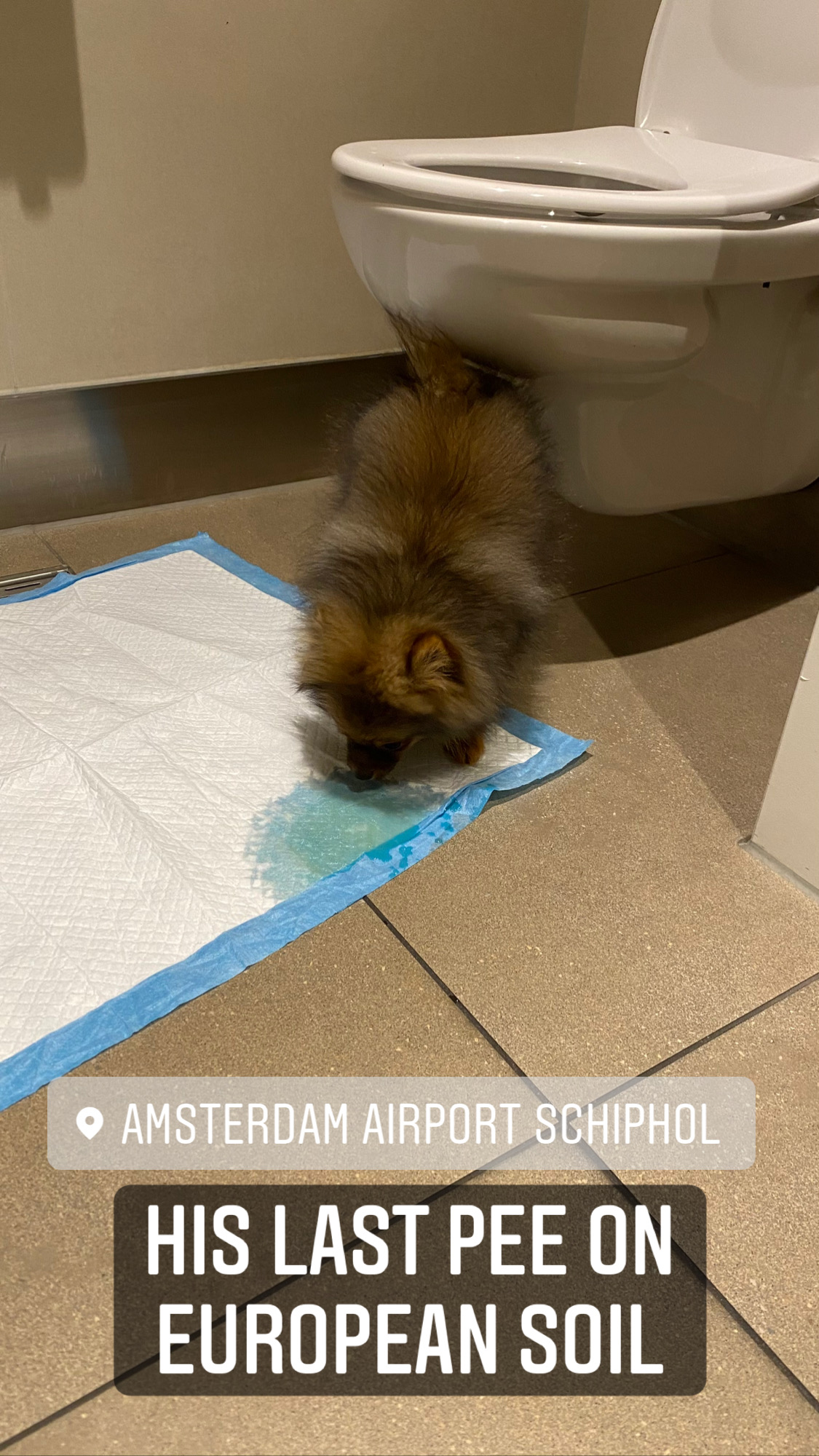 Flight Pet Nanny transporting a Pomeranian from Malmo, Denmark to Orlando, Florida