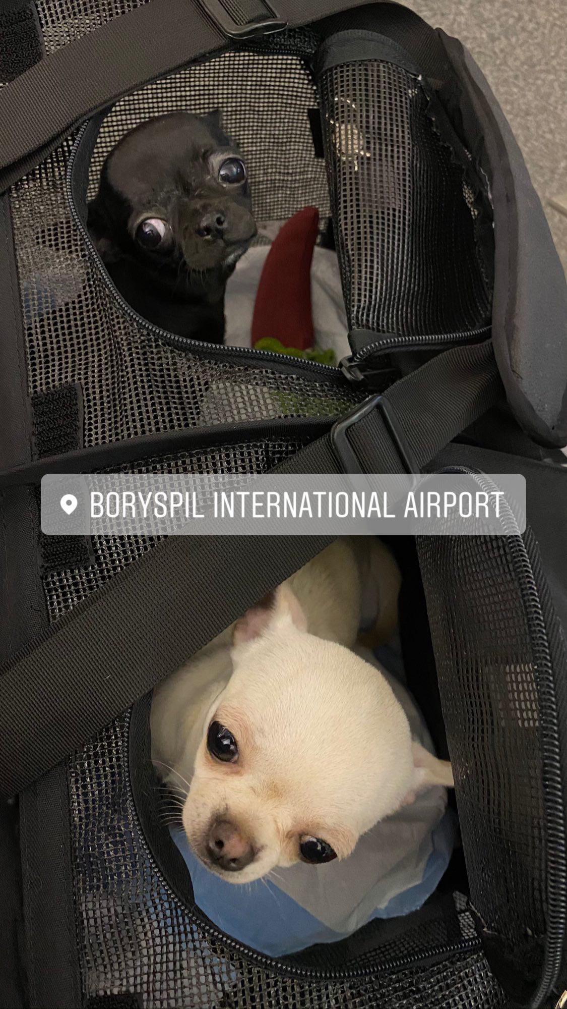 Flight Pet Nanny transporting Two Chihuahuas from Kiev, Ukraine to Orlando, Florida