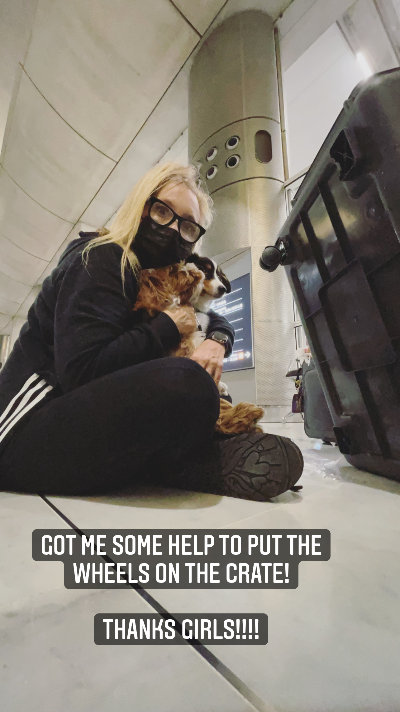 Flight Pet Nanny transporting a Mini American Shepherd from New York to Paris and then to the UK