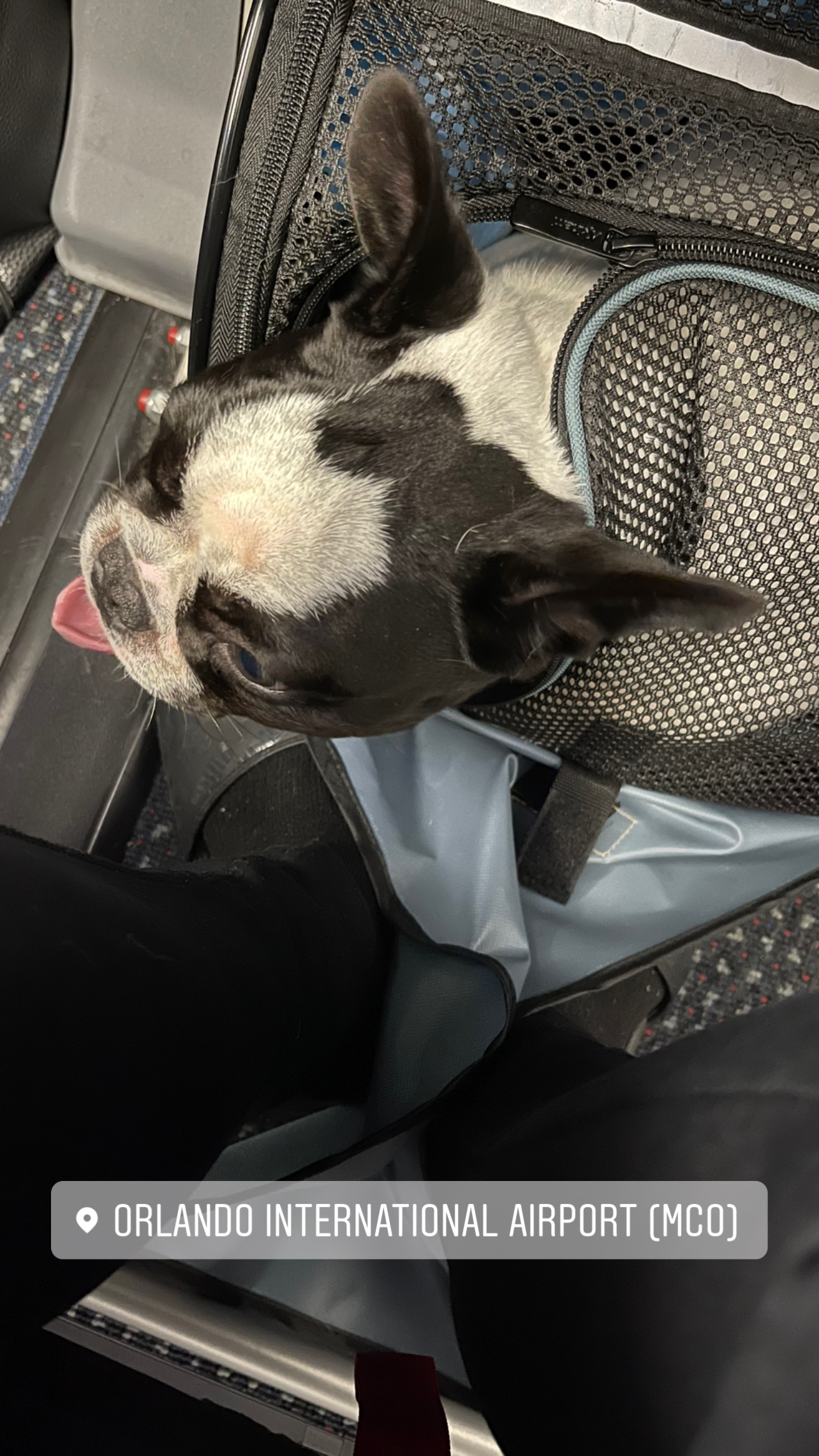 Flight Pet Nanny transporting a Frenchie from Orlando, FL to Hartford, CT 