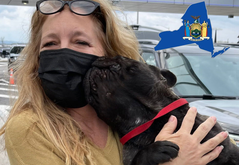 Flight Pet Nanny transporting a Frenchie from Orlando, Florida to Syracuse, New York