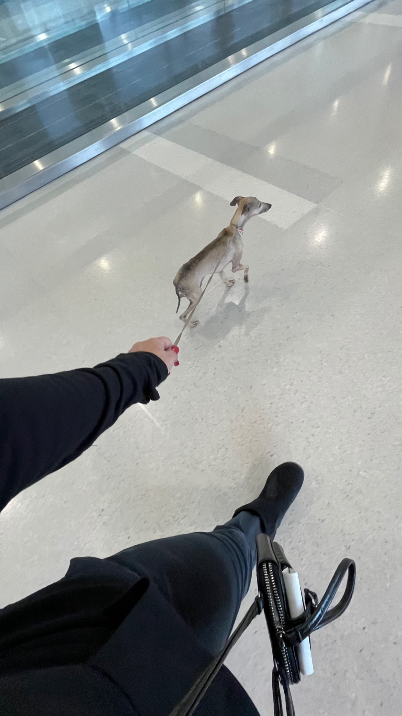 Flight Pet Nanny transporting an Italian Greyhound from Thessaloniki, Greece to Raleigh, NC