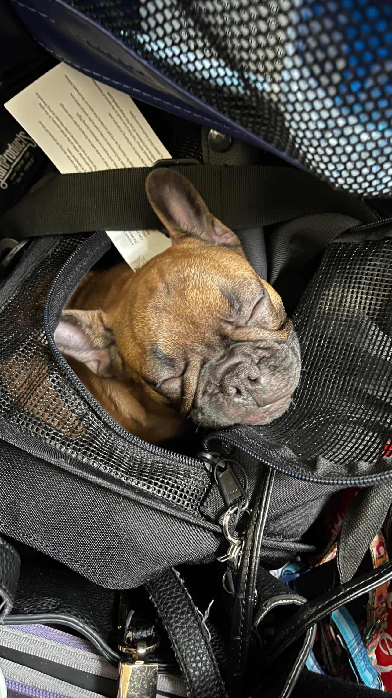 Flight Pet Nanny transporting two French Bulldog puppies from Orlando, FL to Phoenix, AZ