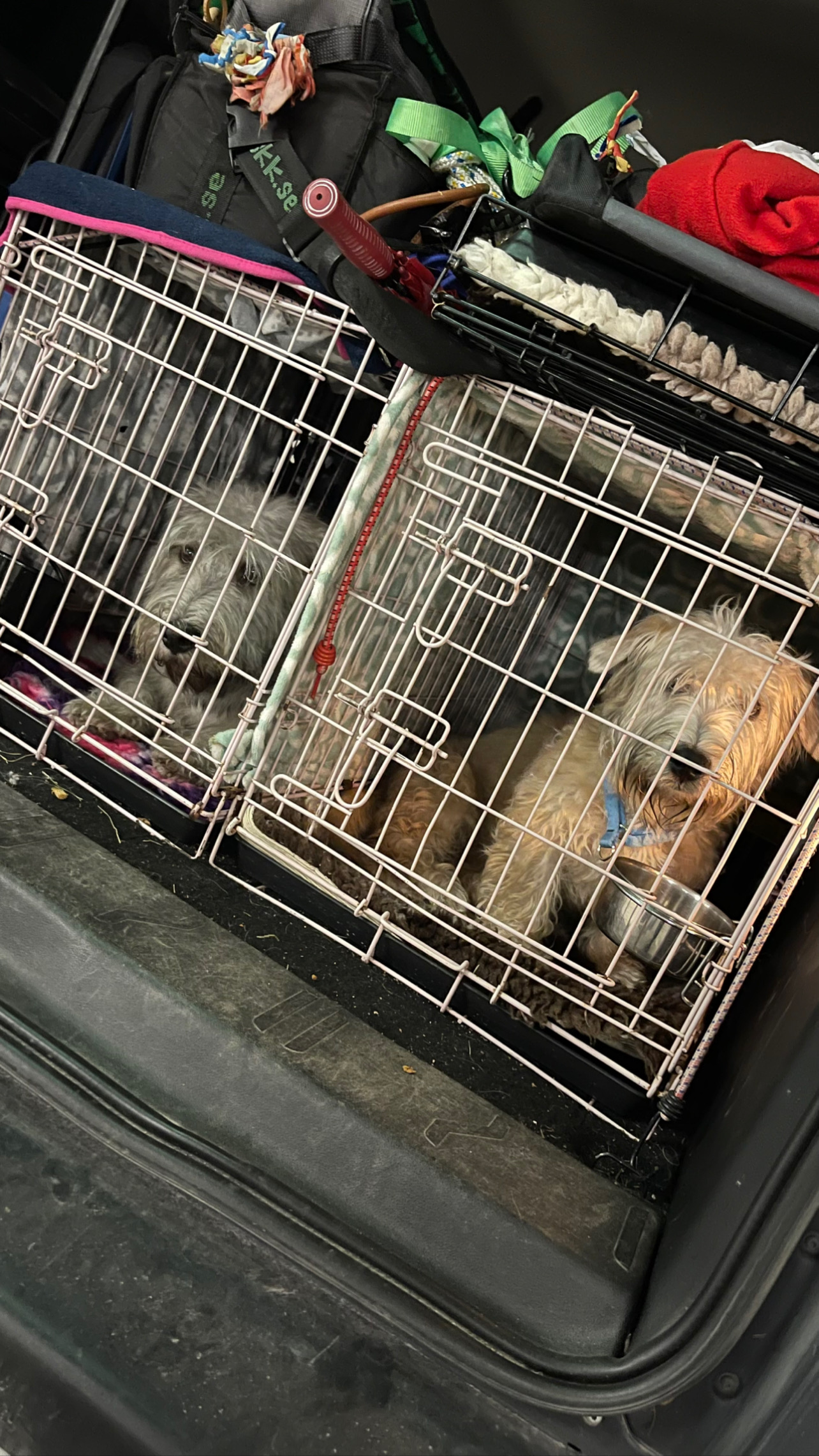 Flight Pet Nanny transporting two Glen of Imaal Terriers from Atlanta, GA to Tallin, Estonia