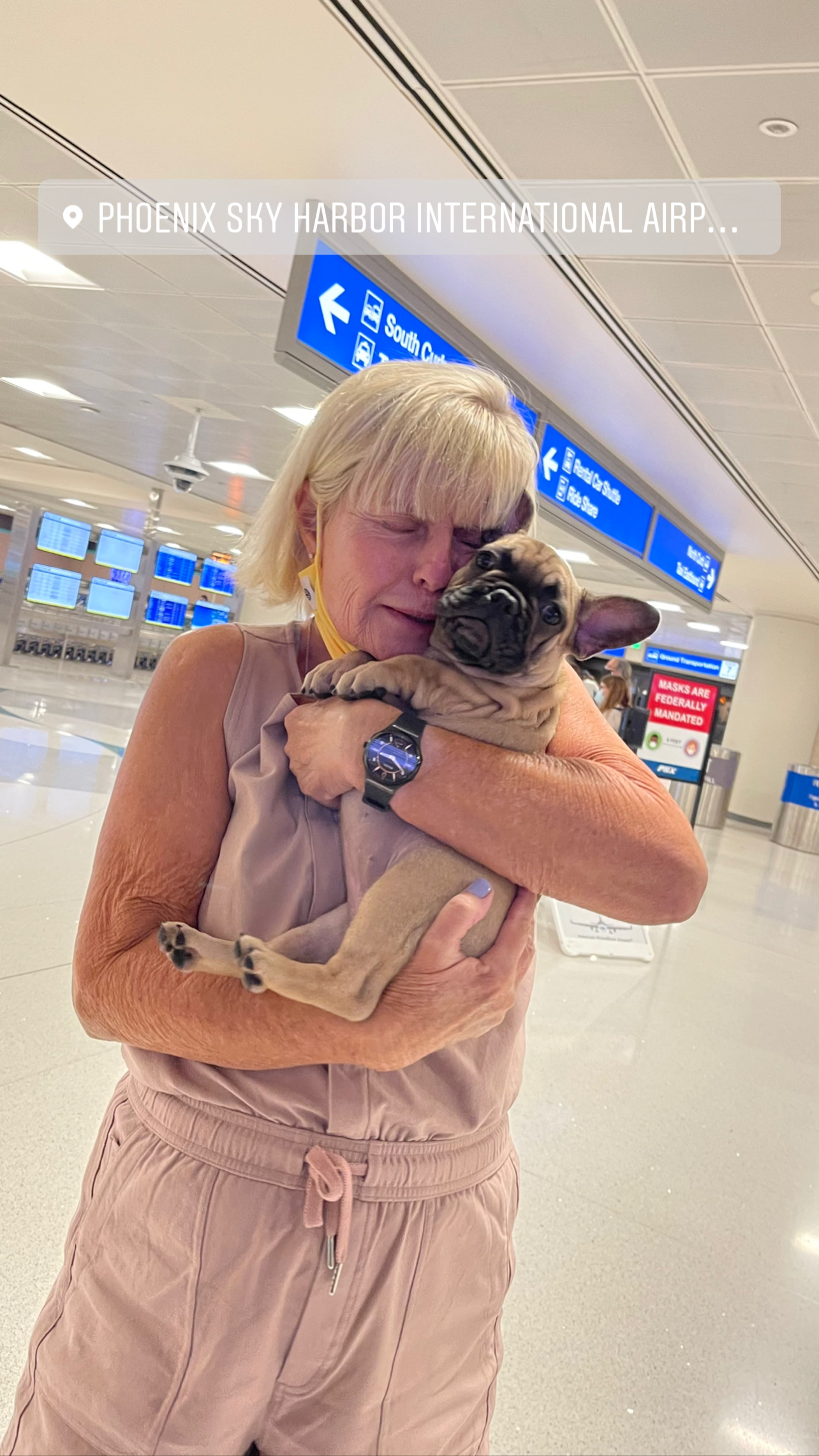 Flight Pet Nanny transporting two French Bulldog puppies from Orlando, FL to Phoenix, AZ