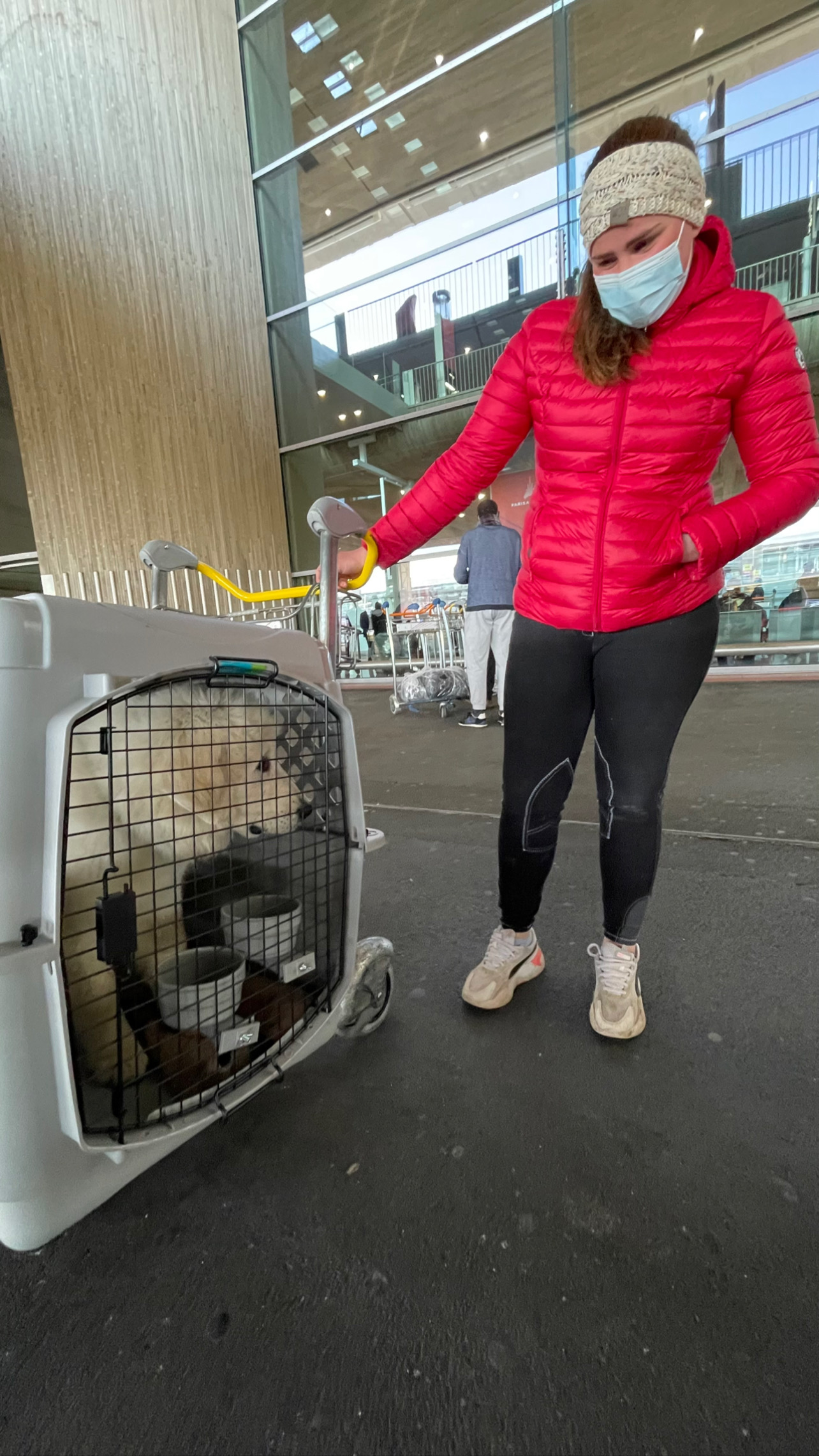 Flight Pet Nanny transporting a Pyrenean Mountain Dog from Boston, MA to Paris, France