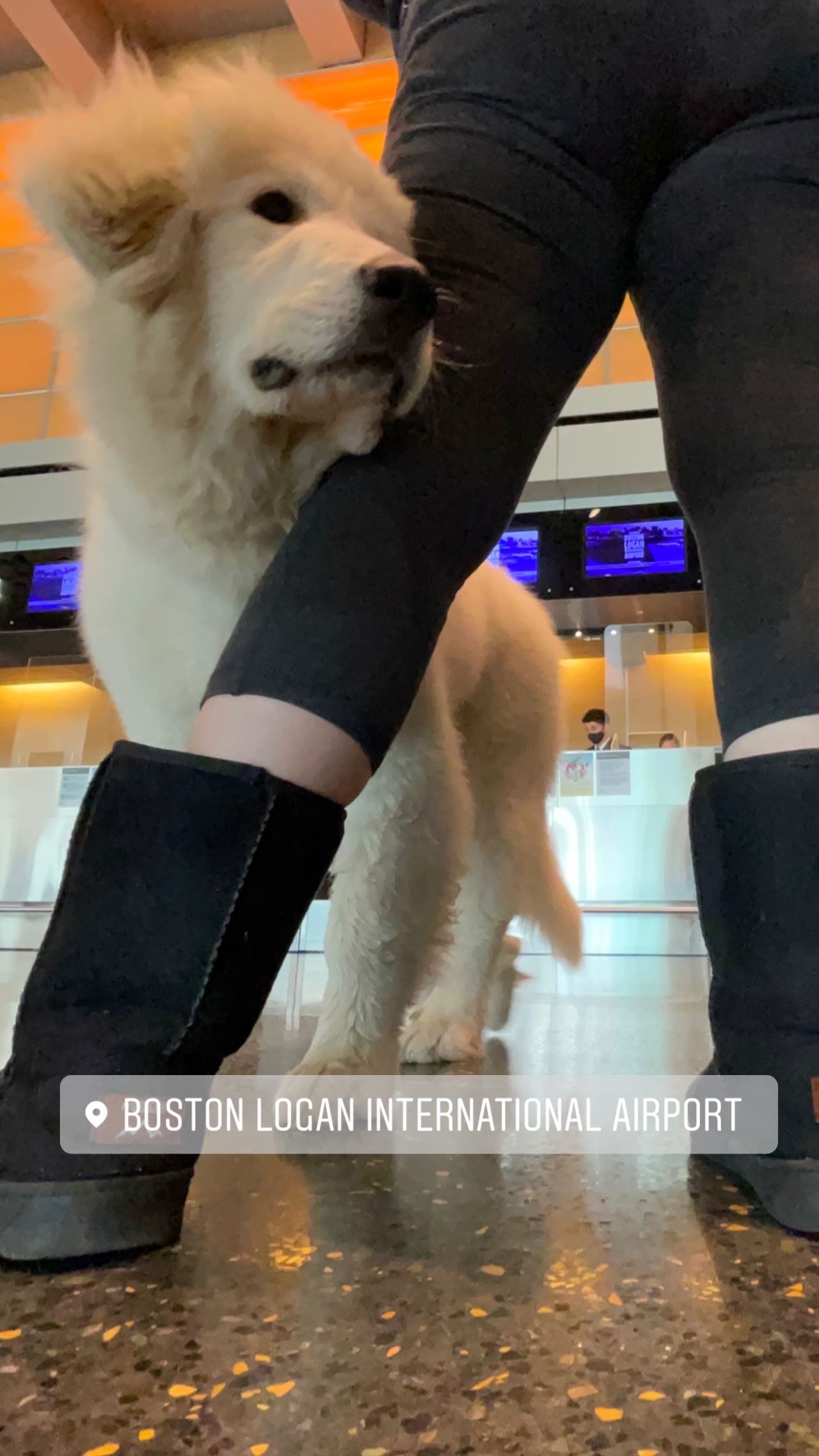 Flight Pet Nanny transporting a Pyrenean Mountain Dog from Boston, MA to Paris, France
