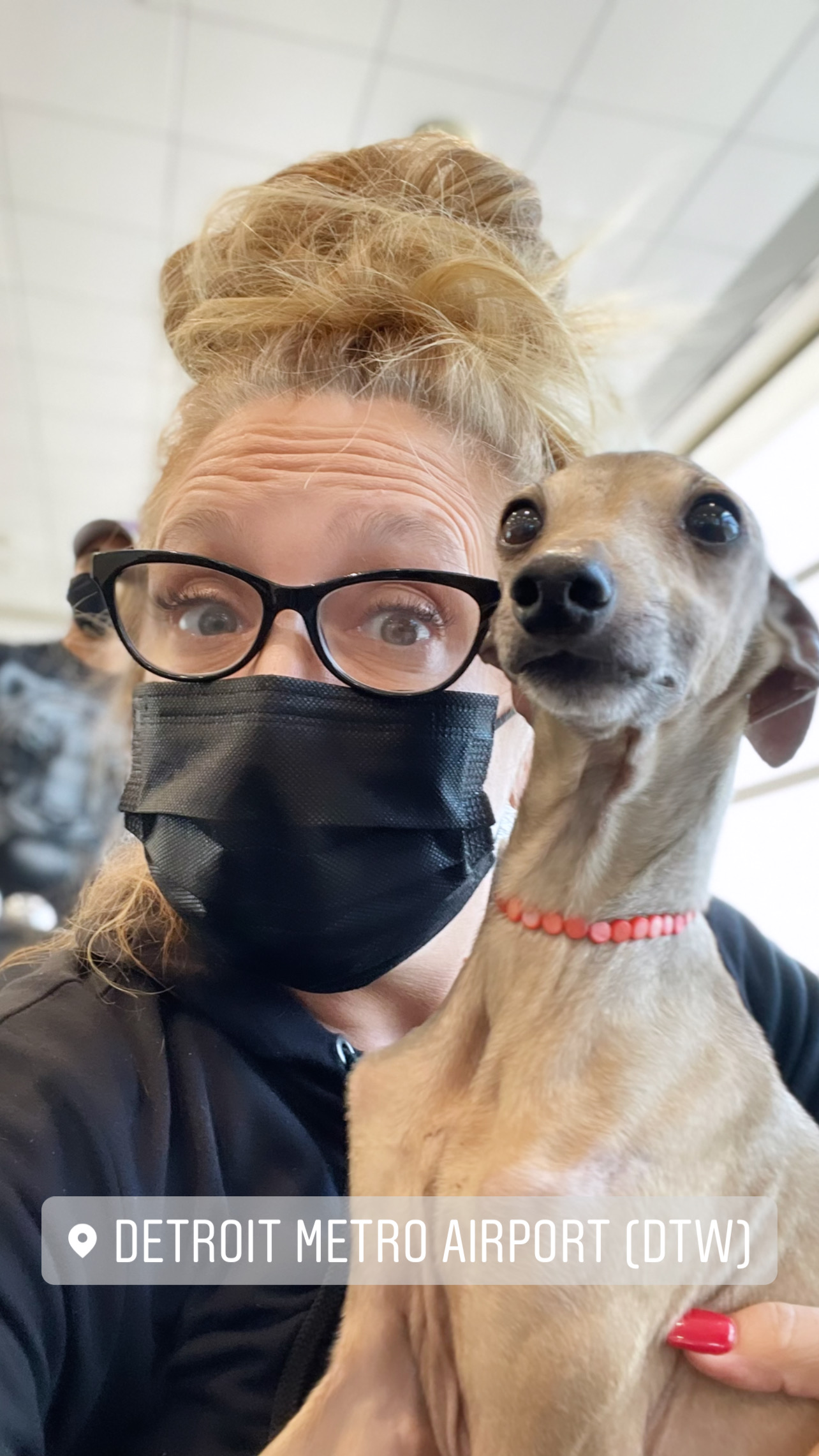 Flight Pet Nanny transporting an Italian Greyhound from Thessaloniki, Greece to Raleigh, NC