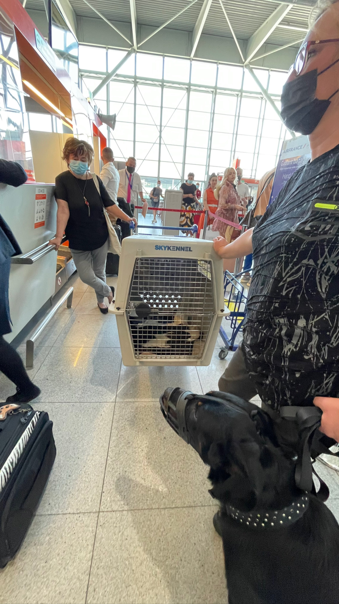 Flight Pet Nanny transporting a Beauceron from Warsaw, Poland to Atlanta, GA