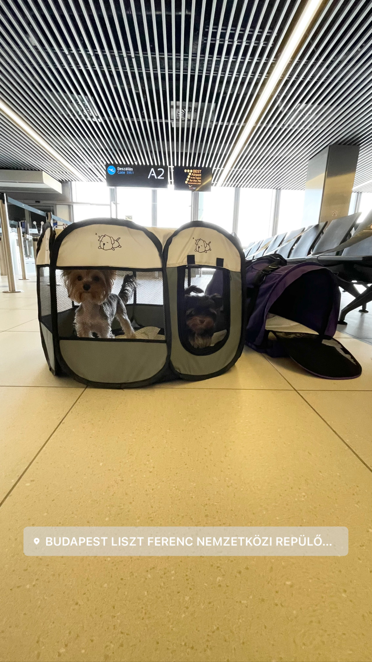 Flight Pet Nanny transporting a Yorkshire Terriers from Budapest, Hungary to Orlando, Florida