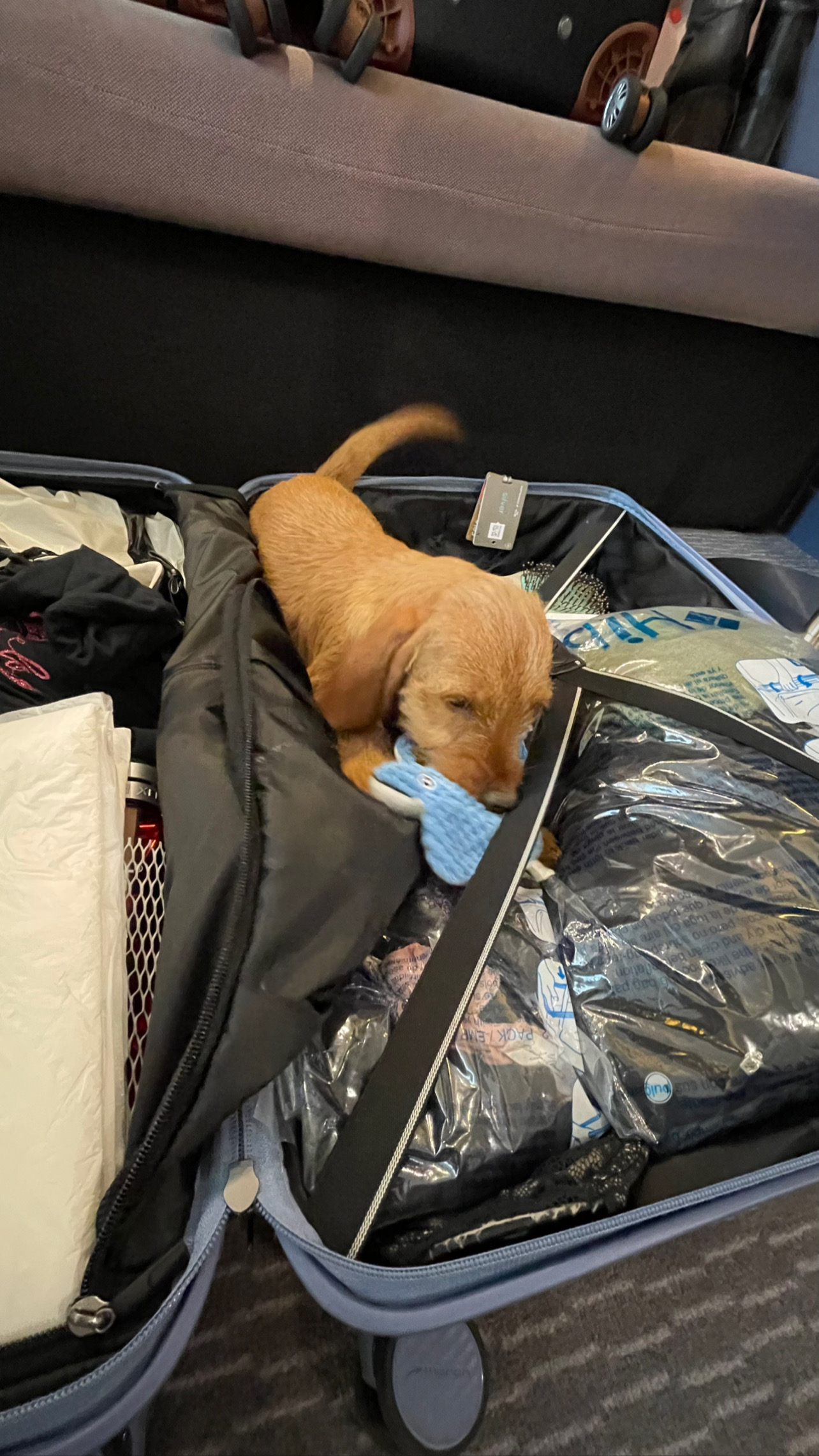 Flight Pet Nanny transporting two Basset Fauve de Bretagne from Paris, France to Orlando, Florida