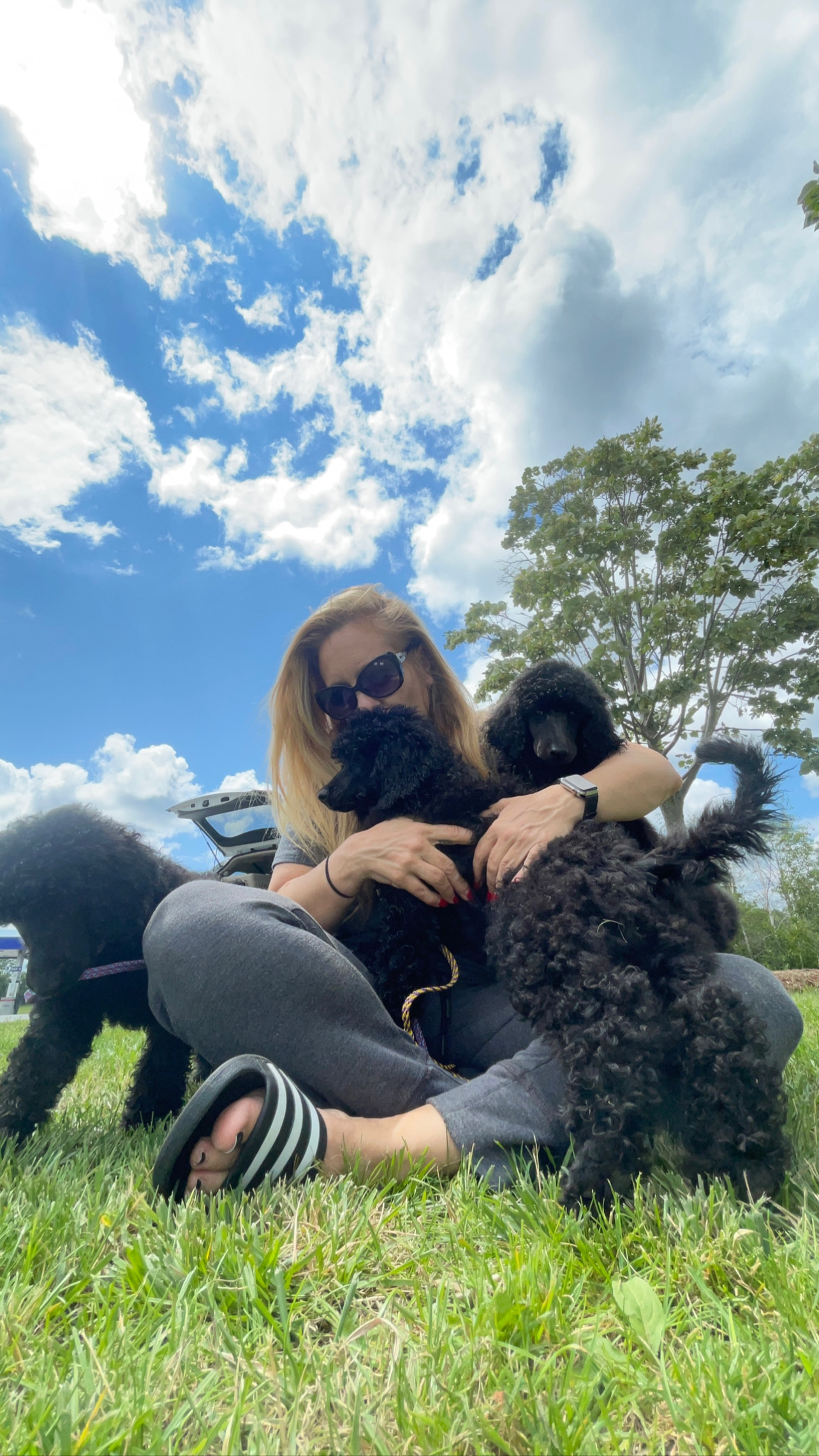 Flight Pet Nanny transporting three Poodle puppies across the border to Canada