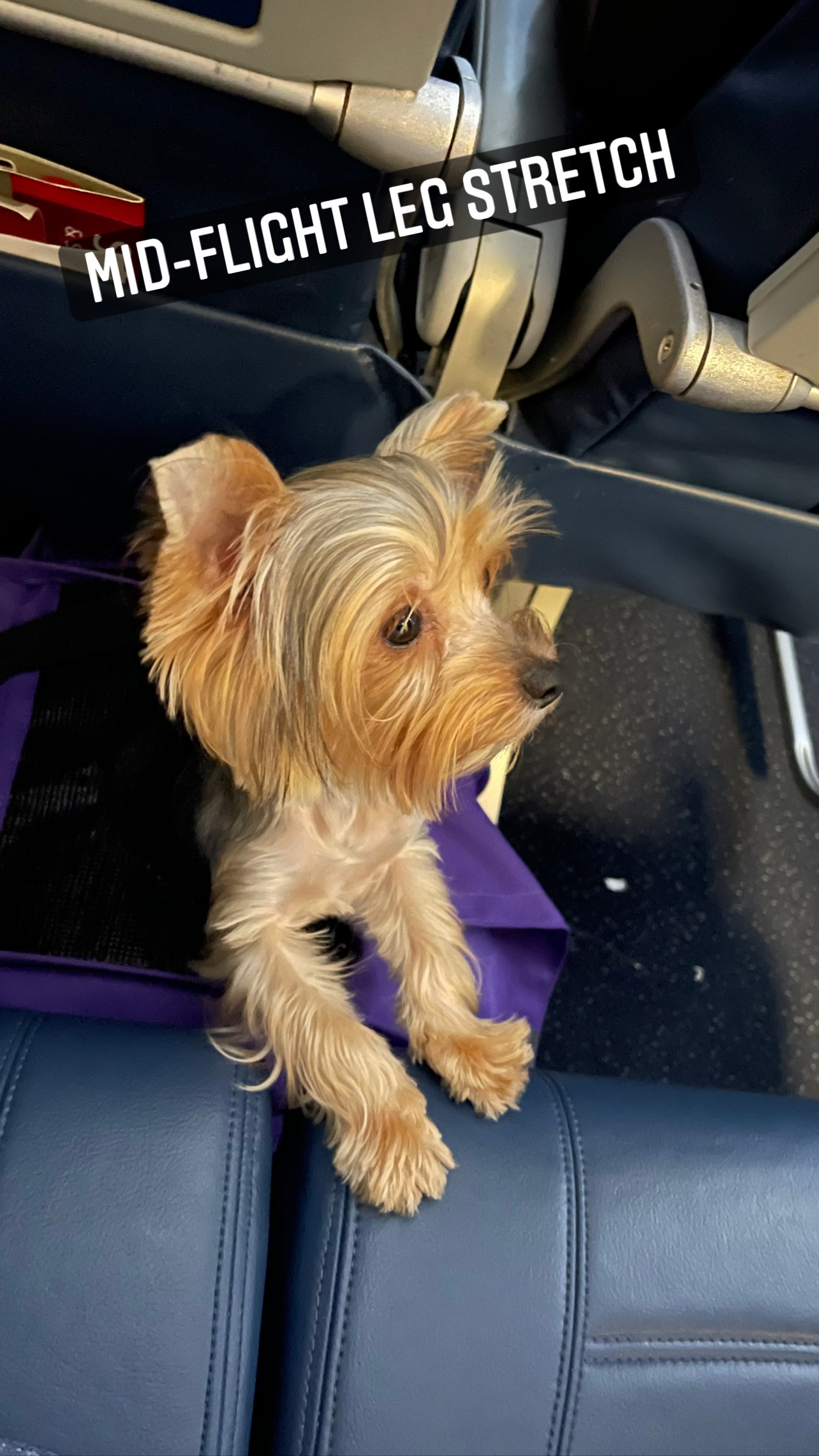 Flight Pet Nanny transporting a Yorkshire Terriers from Budapest, Hungary to Orlando, Florida