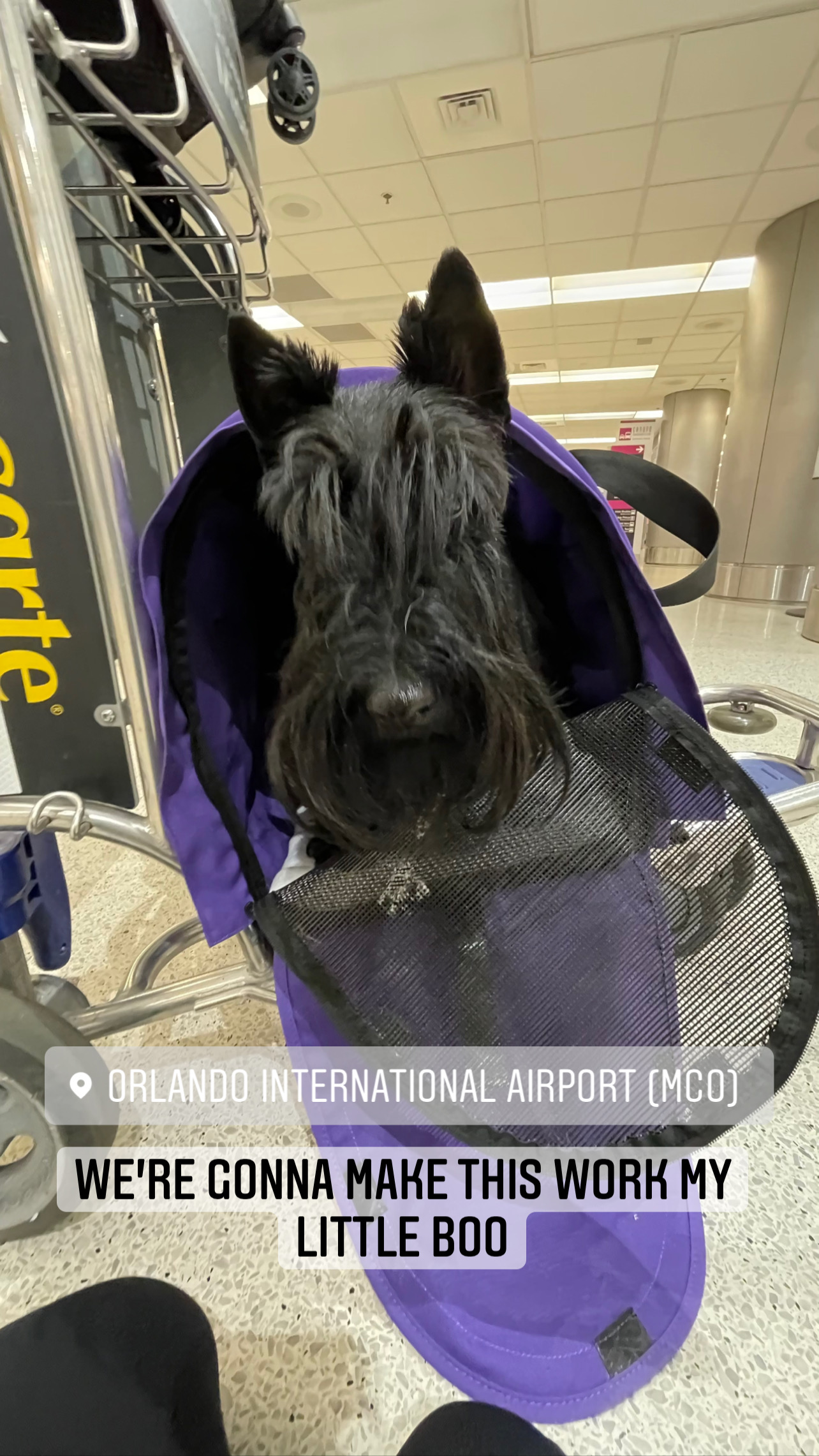 Flight Pet Nanny transporting two Dachshunds and one Scottish Terrier from Miami, Florida to Phuket, Thailand