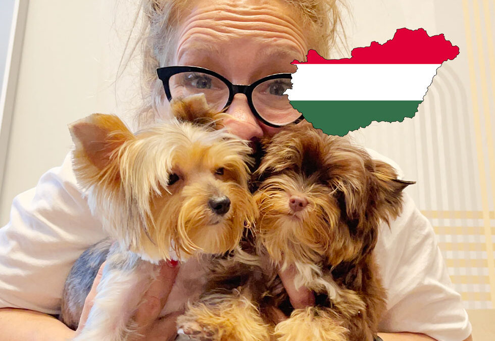 Flight Pet Nanny transporting two Yorkshire Terriers from Budapest, Hungary to Orlando, Florida