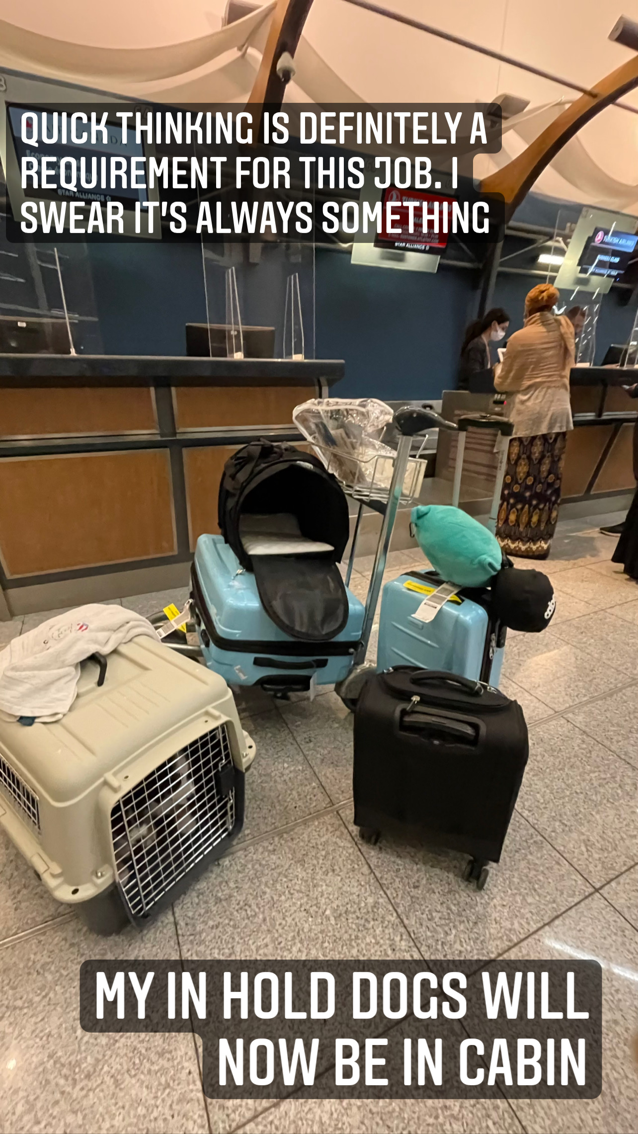 Flight Pet Nanny transporting two Mini American Shepherds from Atlanta, Georgia to Bilhund, Sweden and Prague, Czech Republic