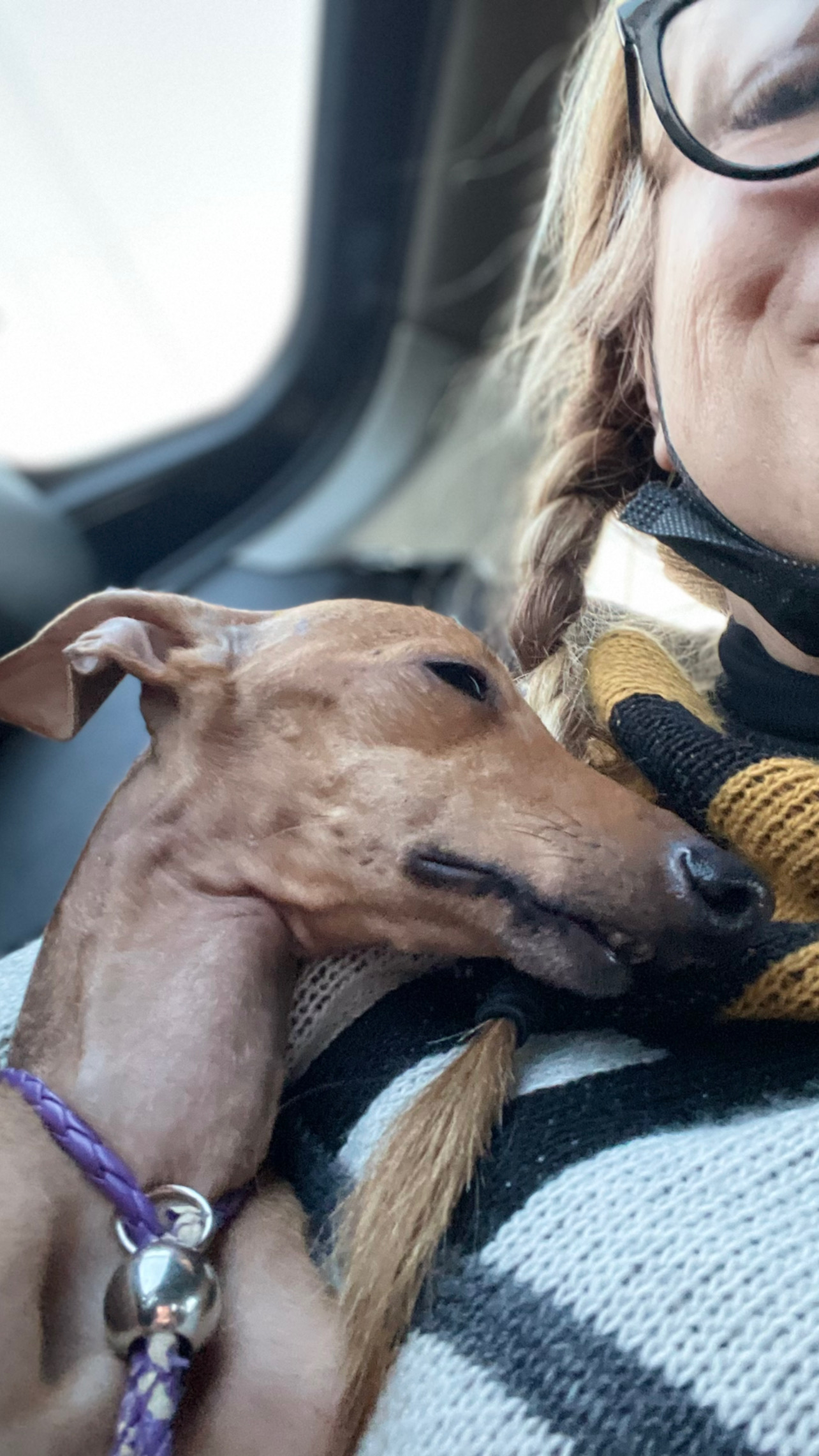 Flight Pet Nanny transporting an Italian Greyhound from Thessaloniki Greece to Raleigh