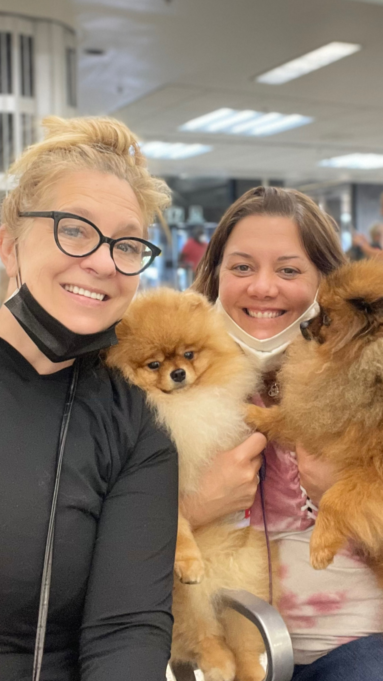 Flight Pet Nanny transporting a Pomeranians from Miami to the World Dog Show in Brno Czech Republic