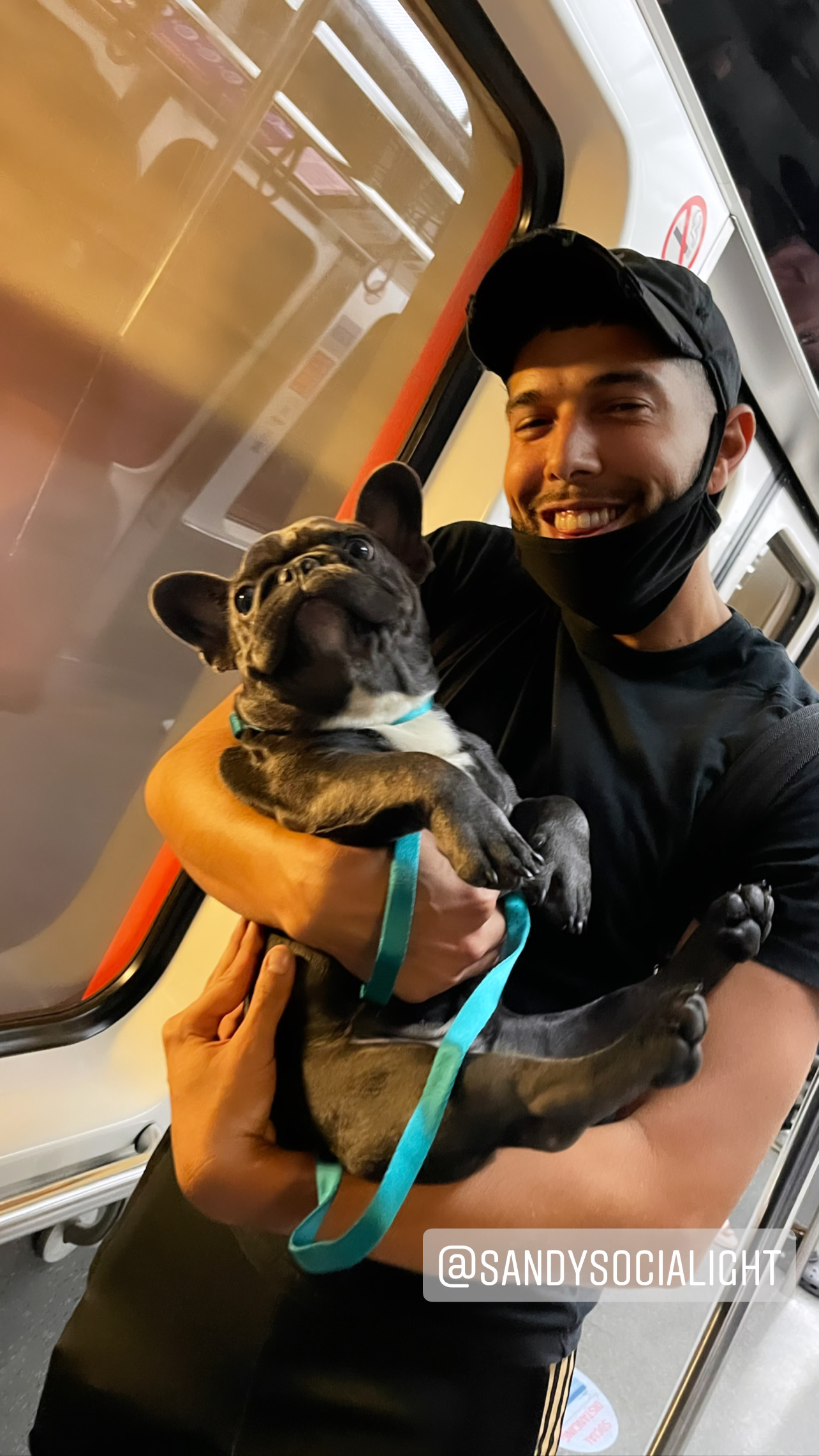 Flight Pet Nanny transporting two French Bulldogs from Mexico to Orlando