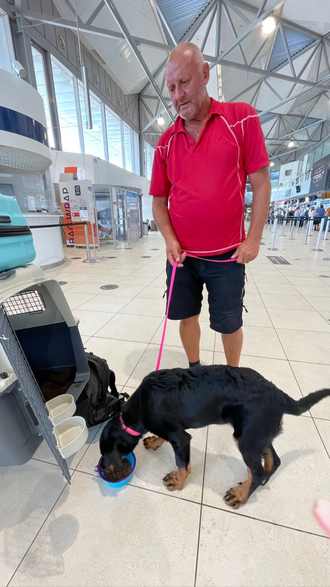 Flight Pet Nanny transporting a Beauceron puppy from Budapest to Orlando