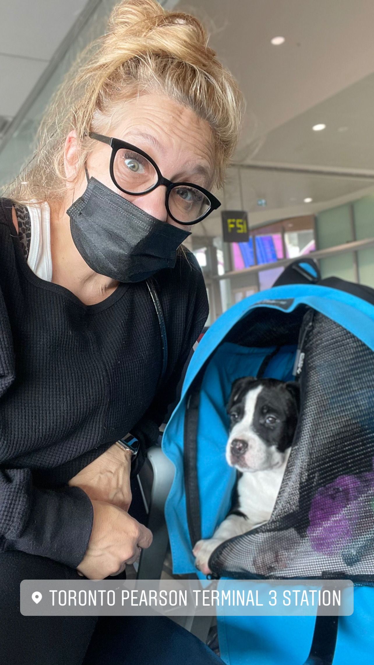 Flight Pet Nanny transporting an Alapaha Blue Blood Bulldog from Thunder Bay, Canada to Orlando, Florida