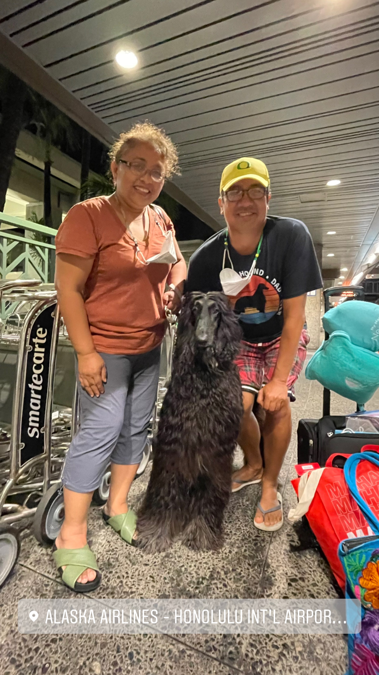 Flight Pet Nanny transporting an Afghan Hound from Honolulu Hawaii to Orlando with a long layover in San Diego