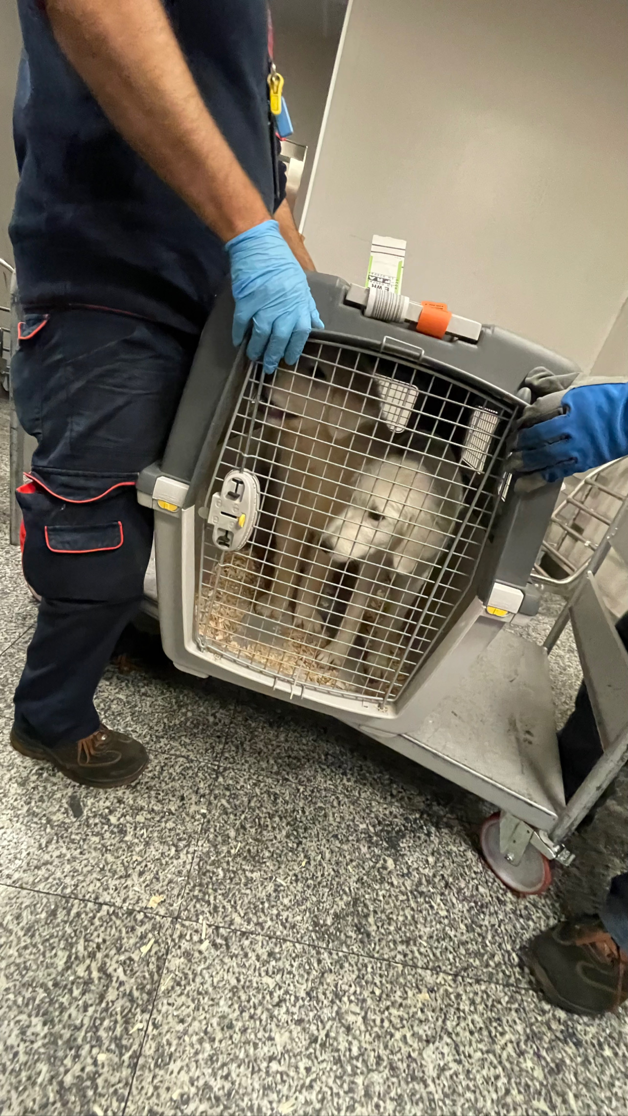 Flight Pet Nanny transporting a Maremma Sheepdog from Milan, Italy to Newark, New Jersey