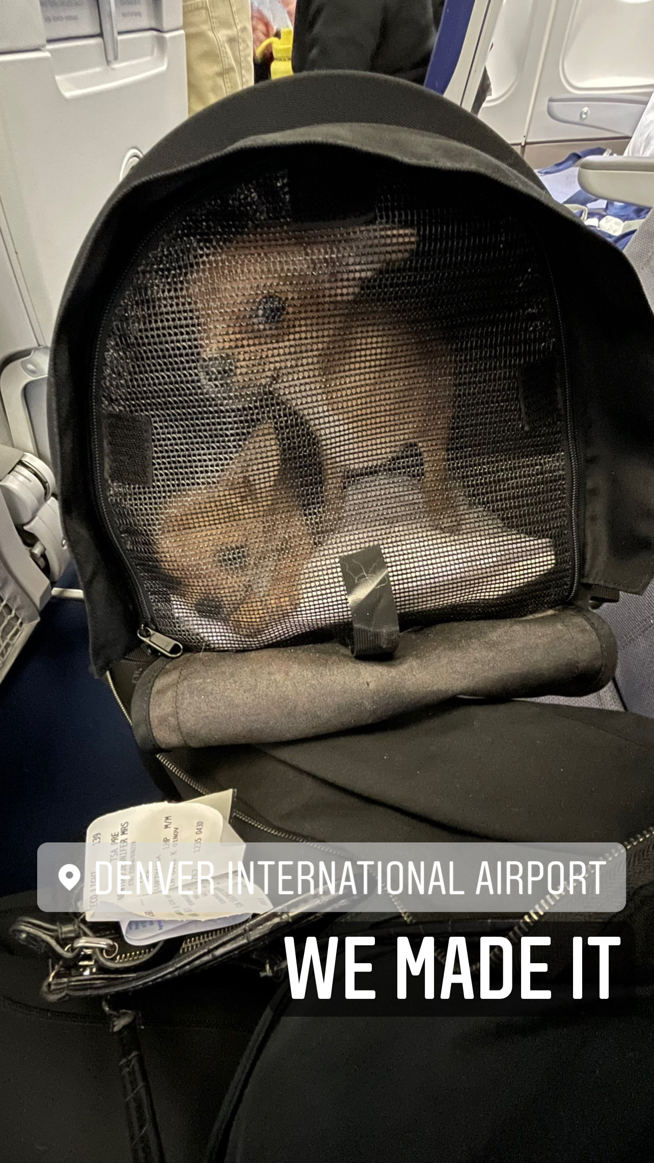 Flight Pet Nanny transporting Chihuahuas from South Bend, Indiana, Washington DC and Durango, Colorado to Copenhagen, Denmark and then back to Colorado