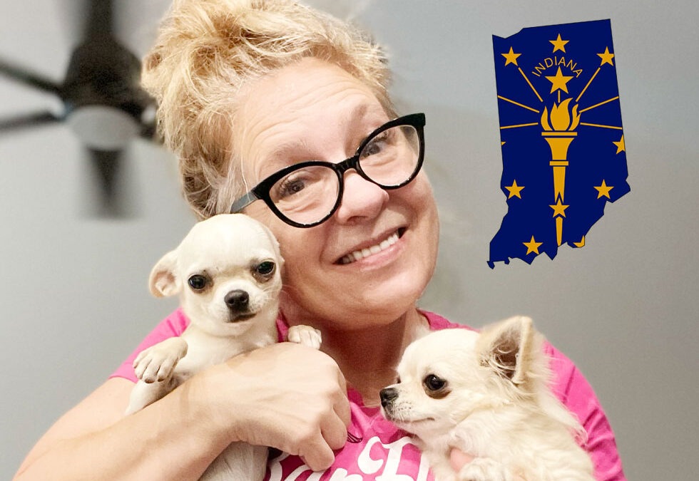Flight Pet Nanny transporting Chihuahuas from South Bend, Indiana and Washington DC before the head to Europe