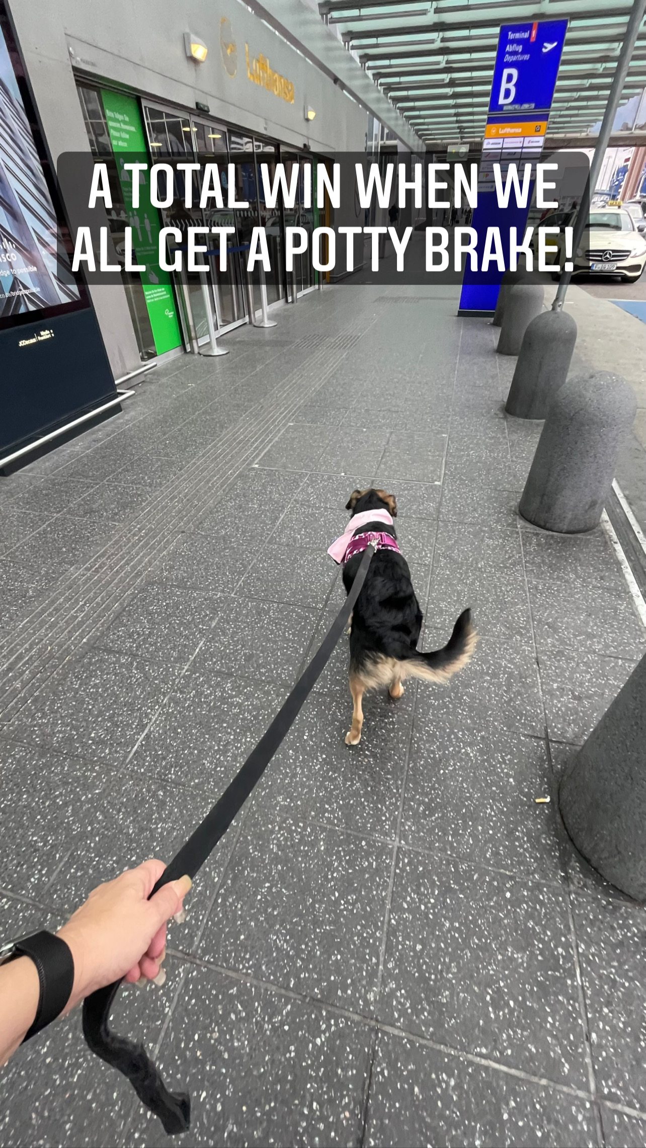 Flight Pet Nanny transporting a Mixed Breed Shepherd and a Border Collie from Seattle to Paris so it can travel via Ground Transport to London