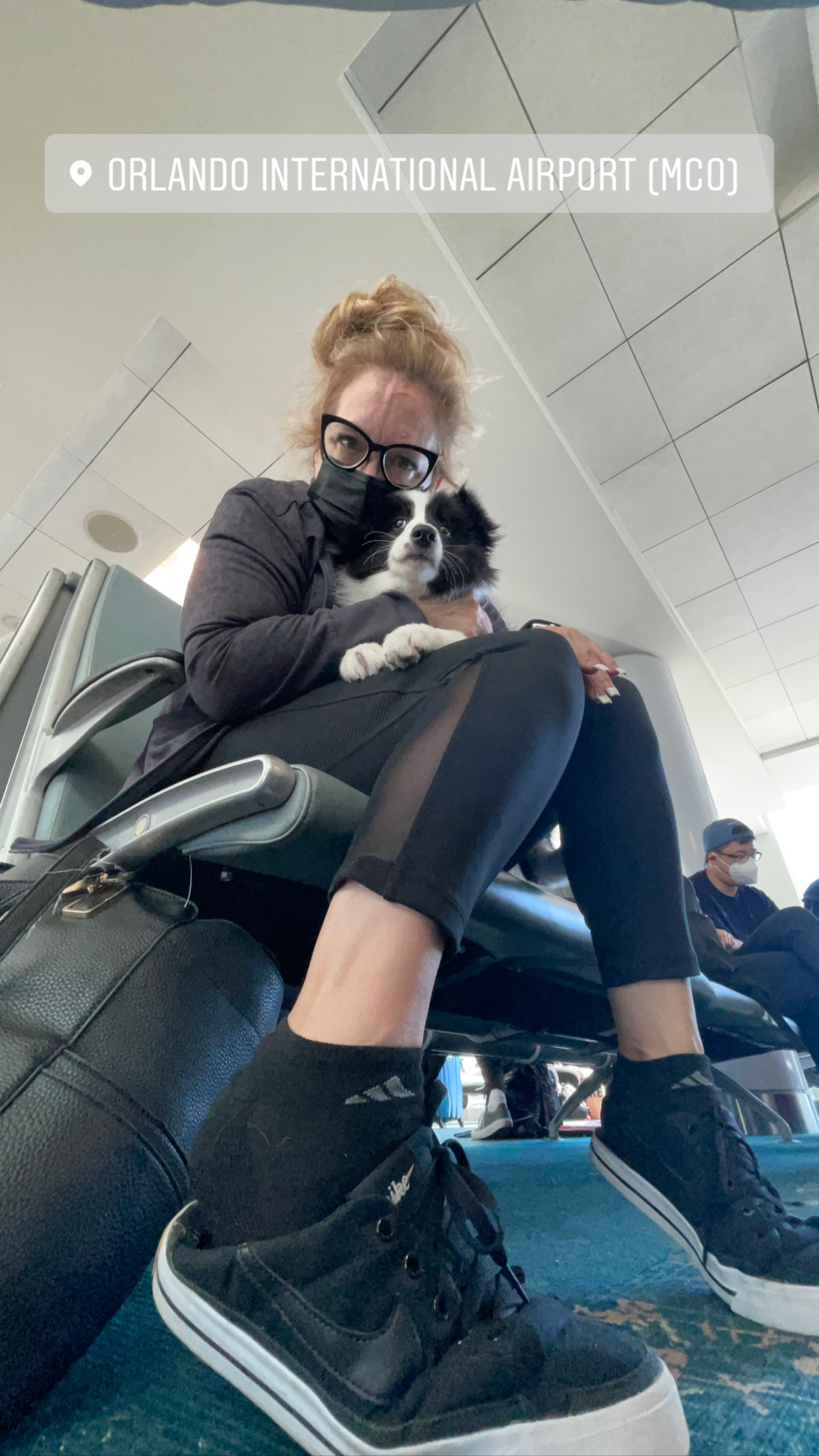 Flight Pet Nanny transporting a Border Collie from Orlando, Florida to Washington DC