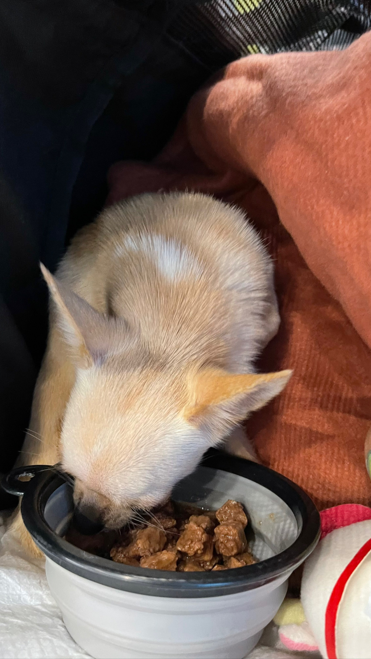 Flight Pet Nanny transporting a Chihuahua from Venice, Italy to San Juan, Puerto Rico